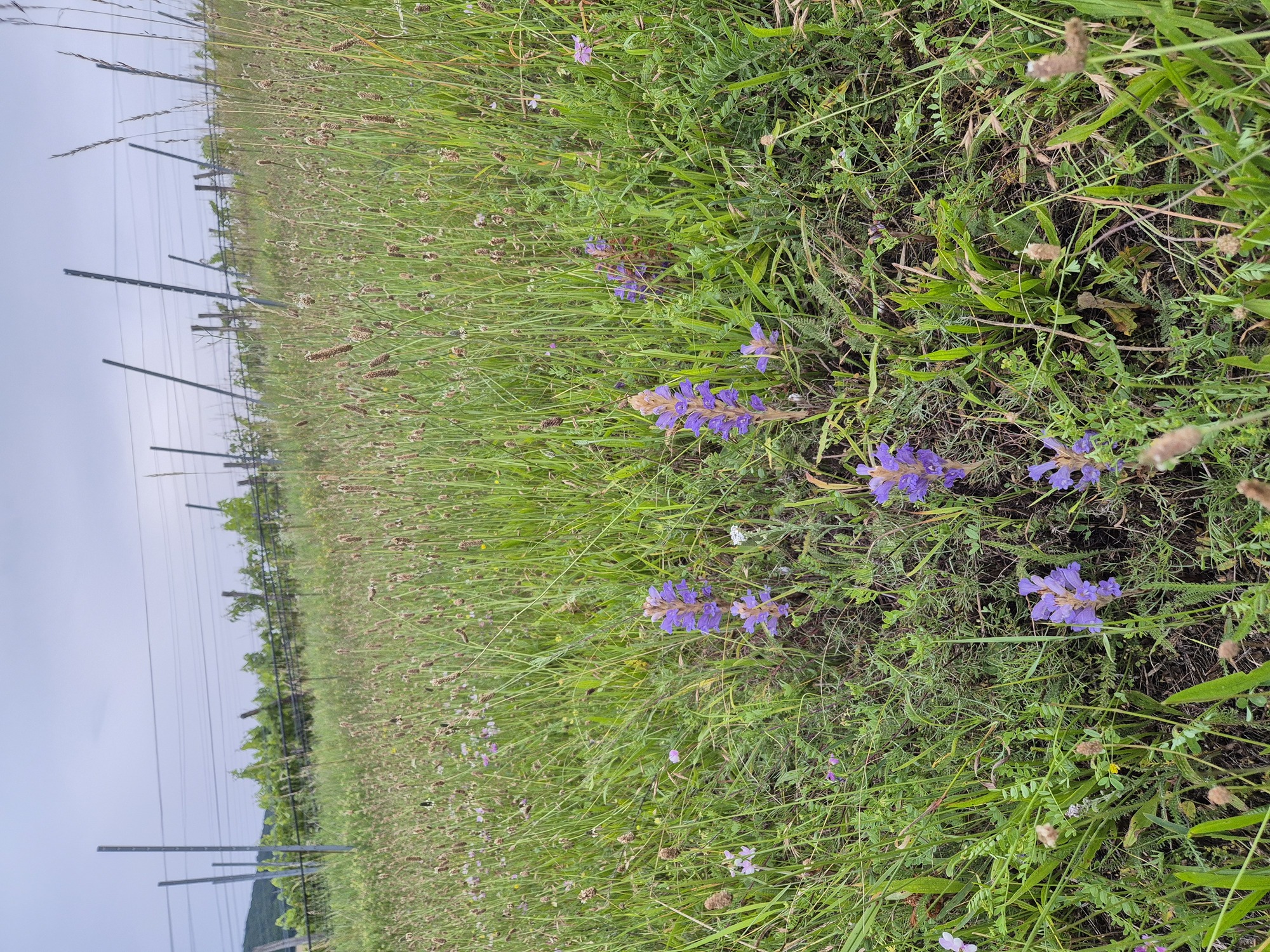 20240620_202909.jpg
