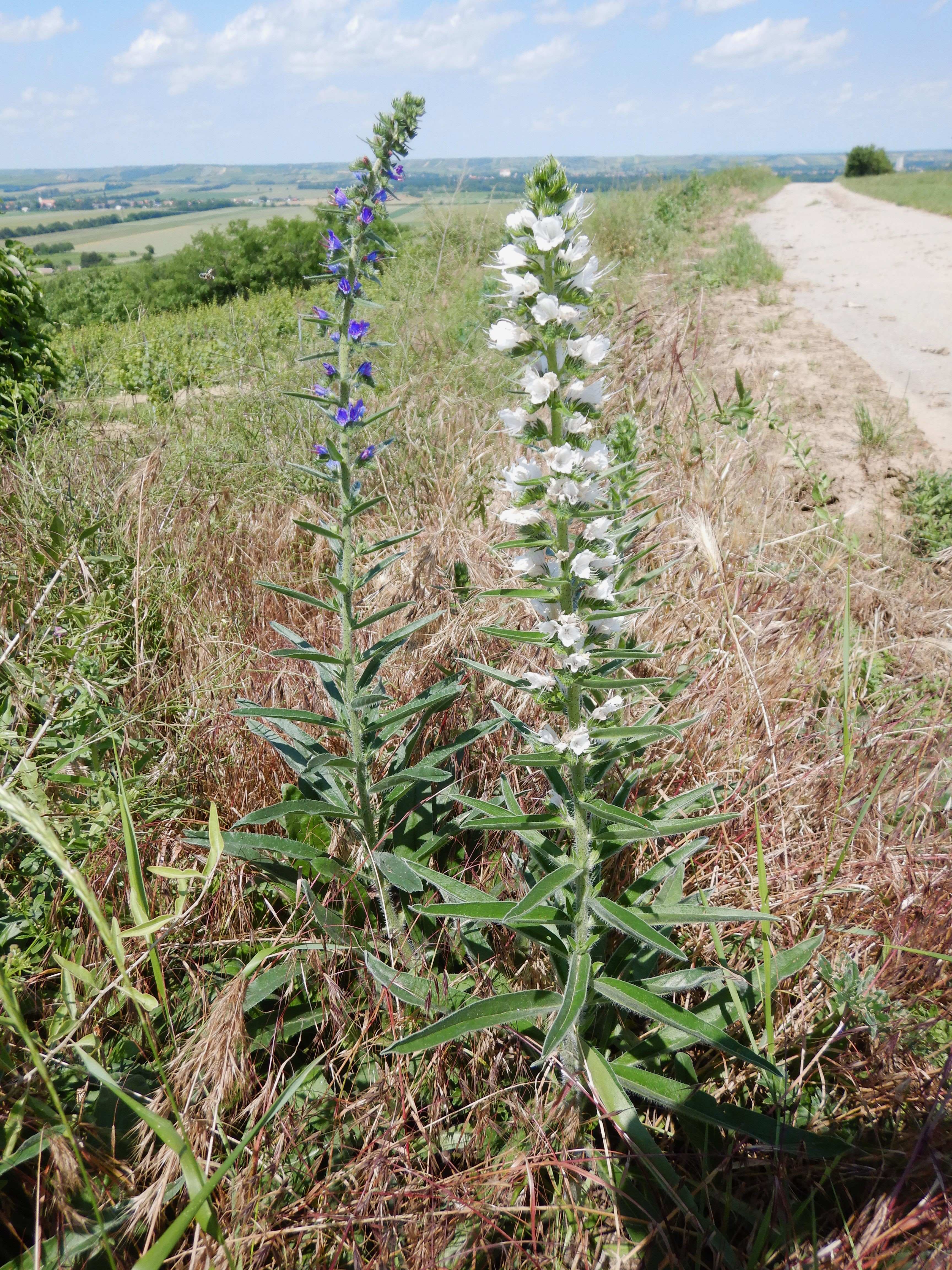 DSCN9316 albino echium vulgare, mailberg - obritz, 2024-06-08.jpg