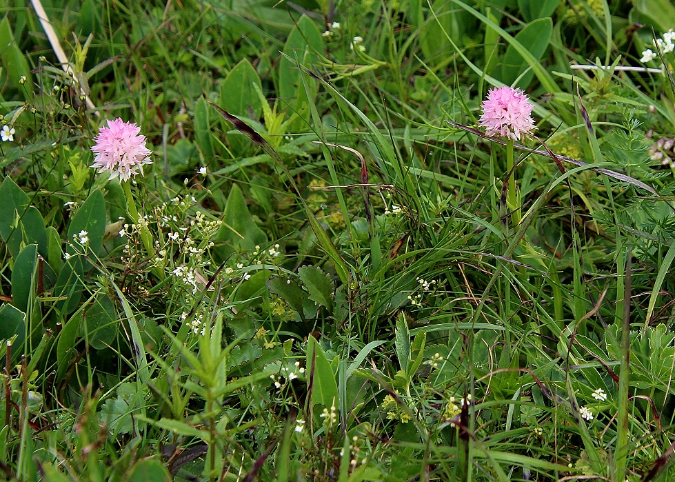 Gemeindealpe - 24062024 - (143) - Nigritella widderi - Widder-Kohlröschen.JPG
