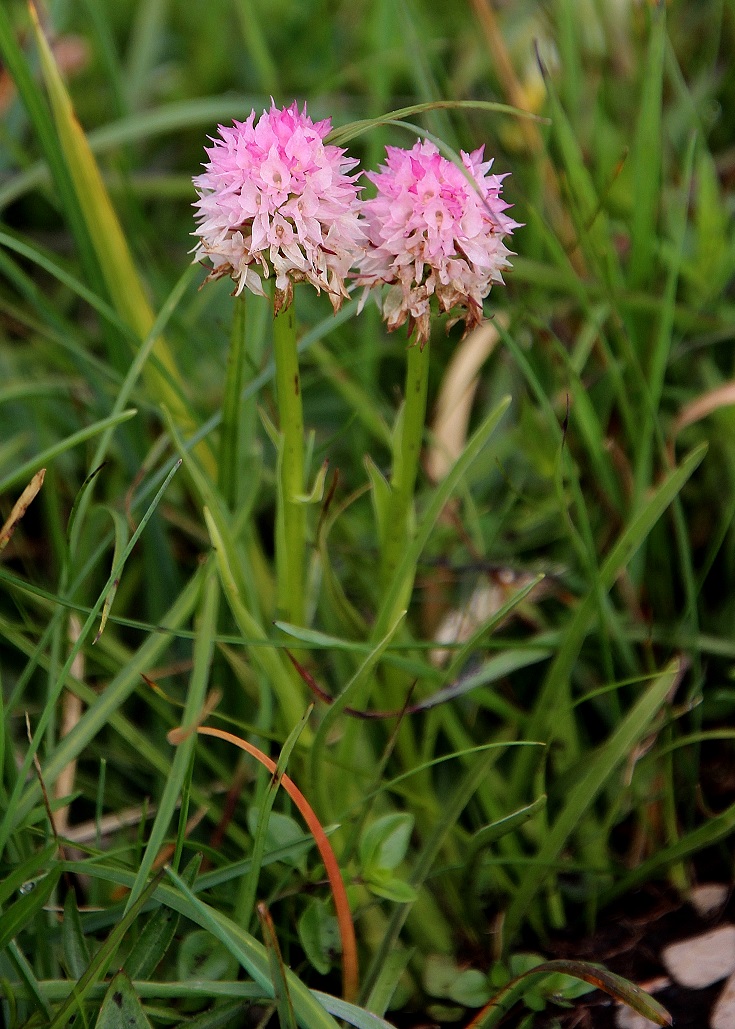 Gemeindealpe - 24062024 - (154) - Nigritella widderi - Widder-Kohlröschen.JPG