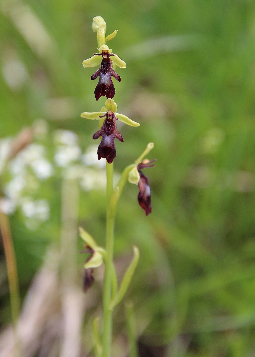 Gemeindealpe - 24062024 - (199) - Ophrys insectifera - Fliegen-Ragwurz.JPG
