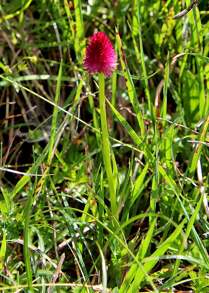 Gemeindealpe - 24062024 - (209) - Nigritella bicolor - Zweifarben-Kohlröschen.JPG