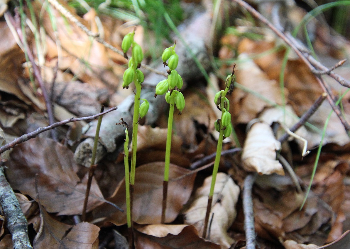 Gemeindealpe - 24062024 - (420) - Corallorhiza trifida - Korallenwurz - verblüht.JPG