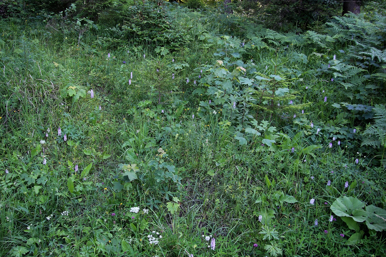 Gemeindealpe - 24062024 - (642) - Dactylorhiza fuchsii - Fuchs-Fingerwurz.JPG