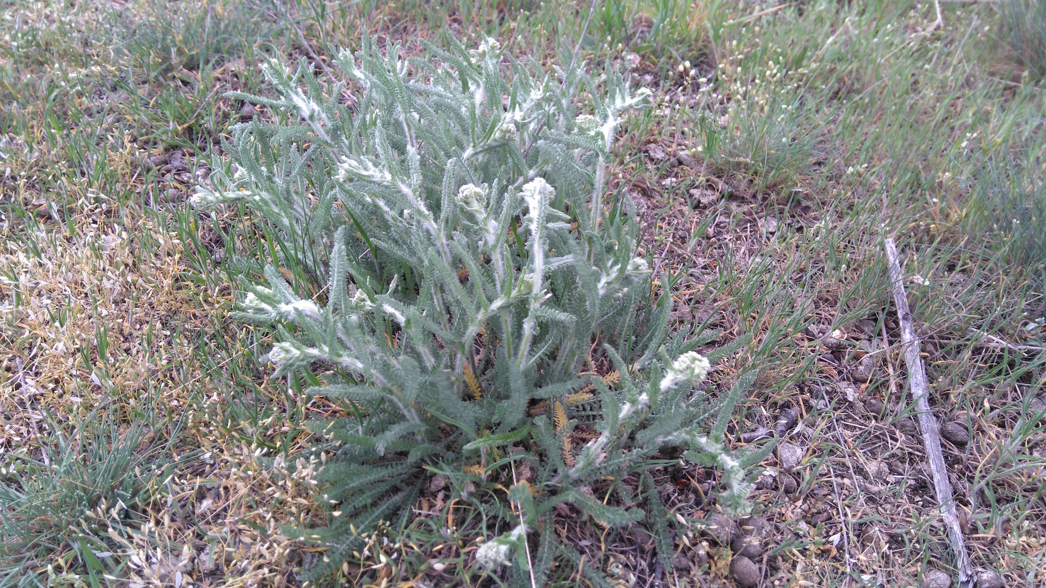 achillea cf. setacea_8039.JPG