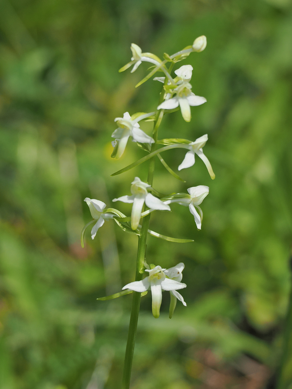 platanthera bifolia_kaiserau.jpg