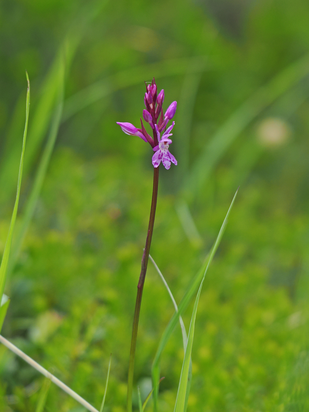dactylorhiza1_kaiserau.jpg