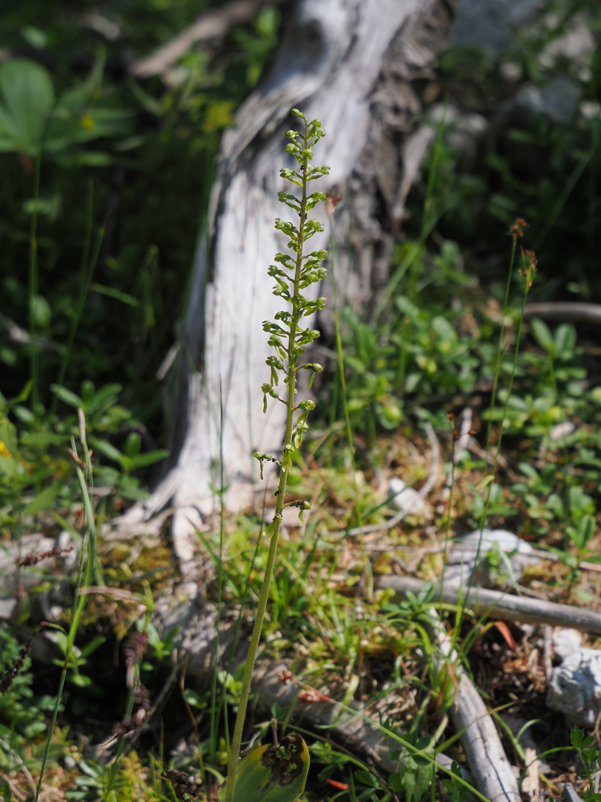 neottia ovata_kaiserau.jpg