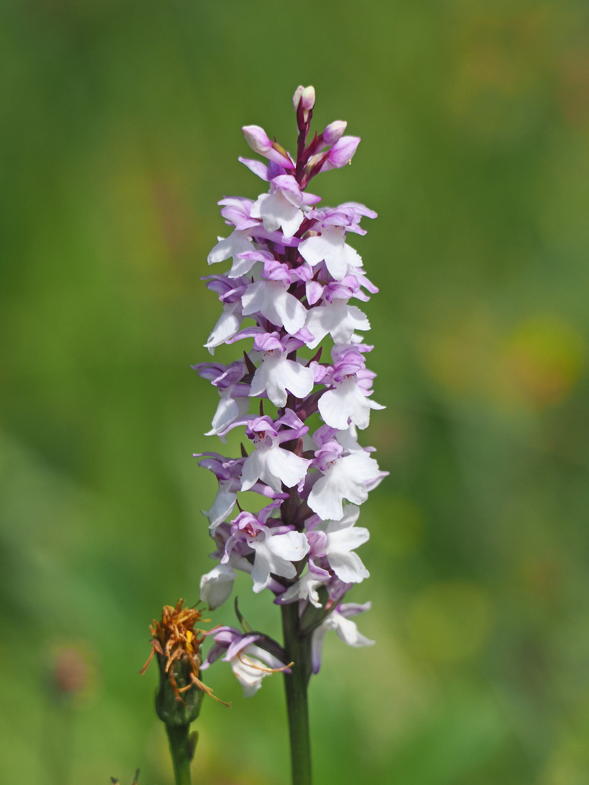 dactylorhiza2_kaiserau.jpg