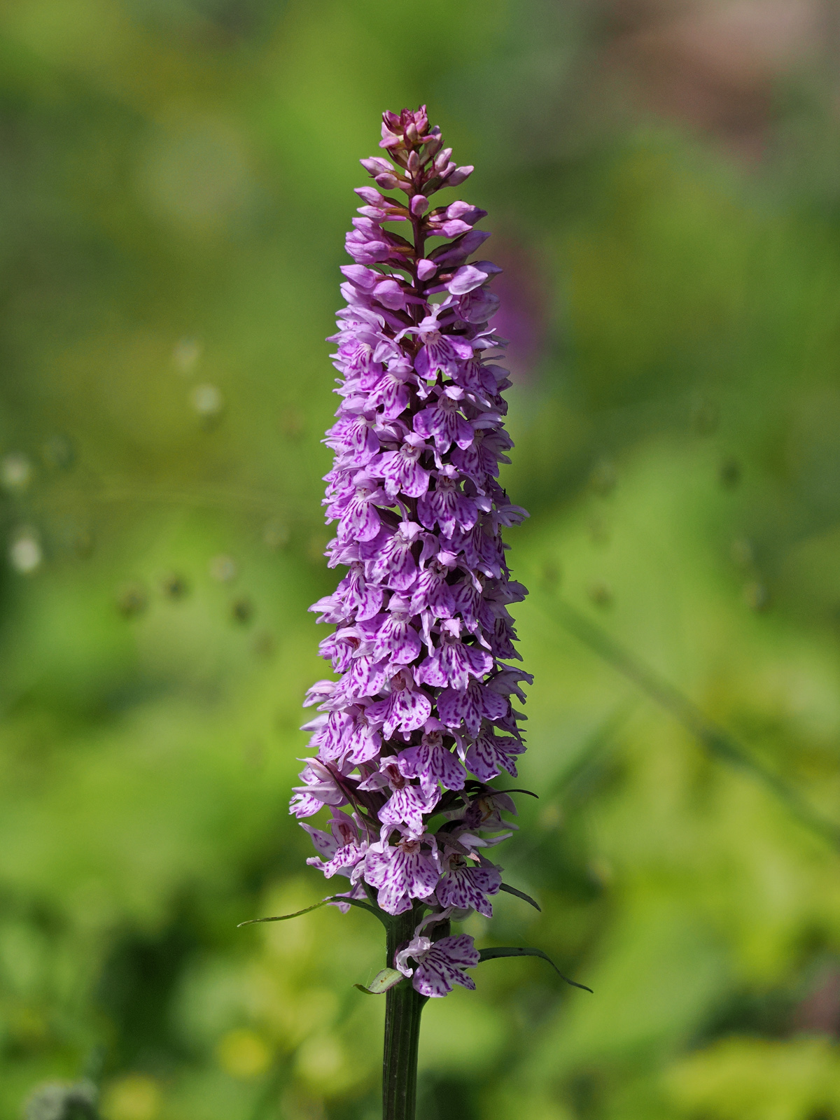 dactylorhiza3_kaiserau.jpg