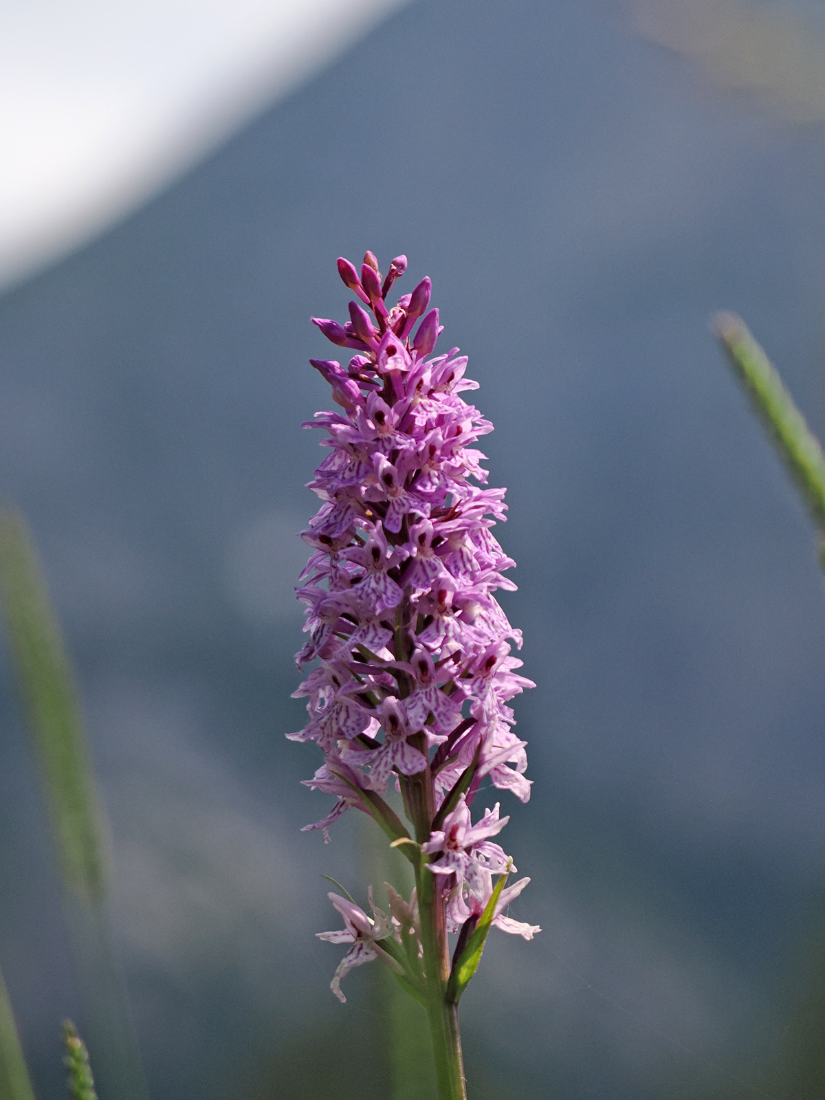 dactylorhiza7_kaiserau.jpg