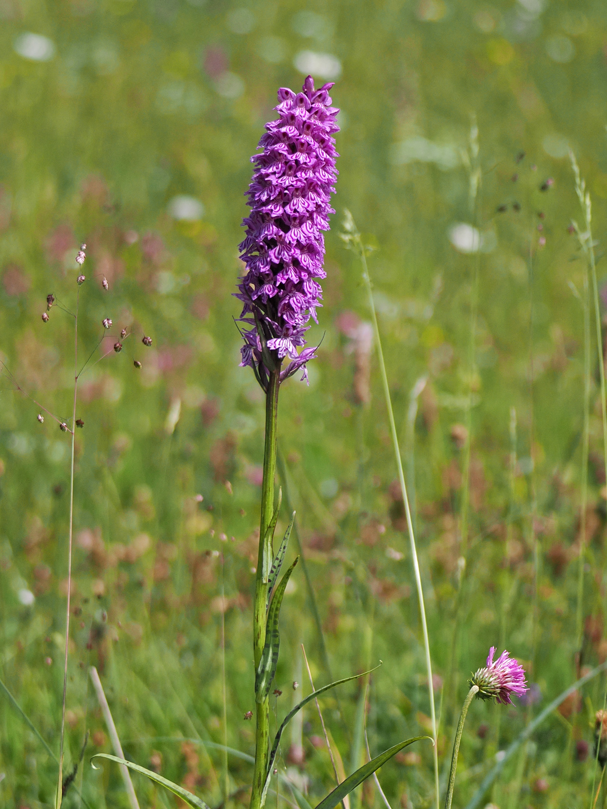 dactylorhiza5_kaiserau.jpg