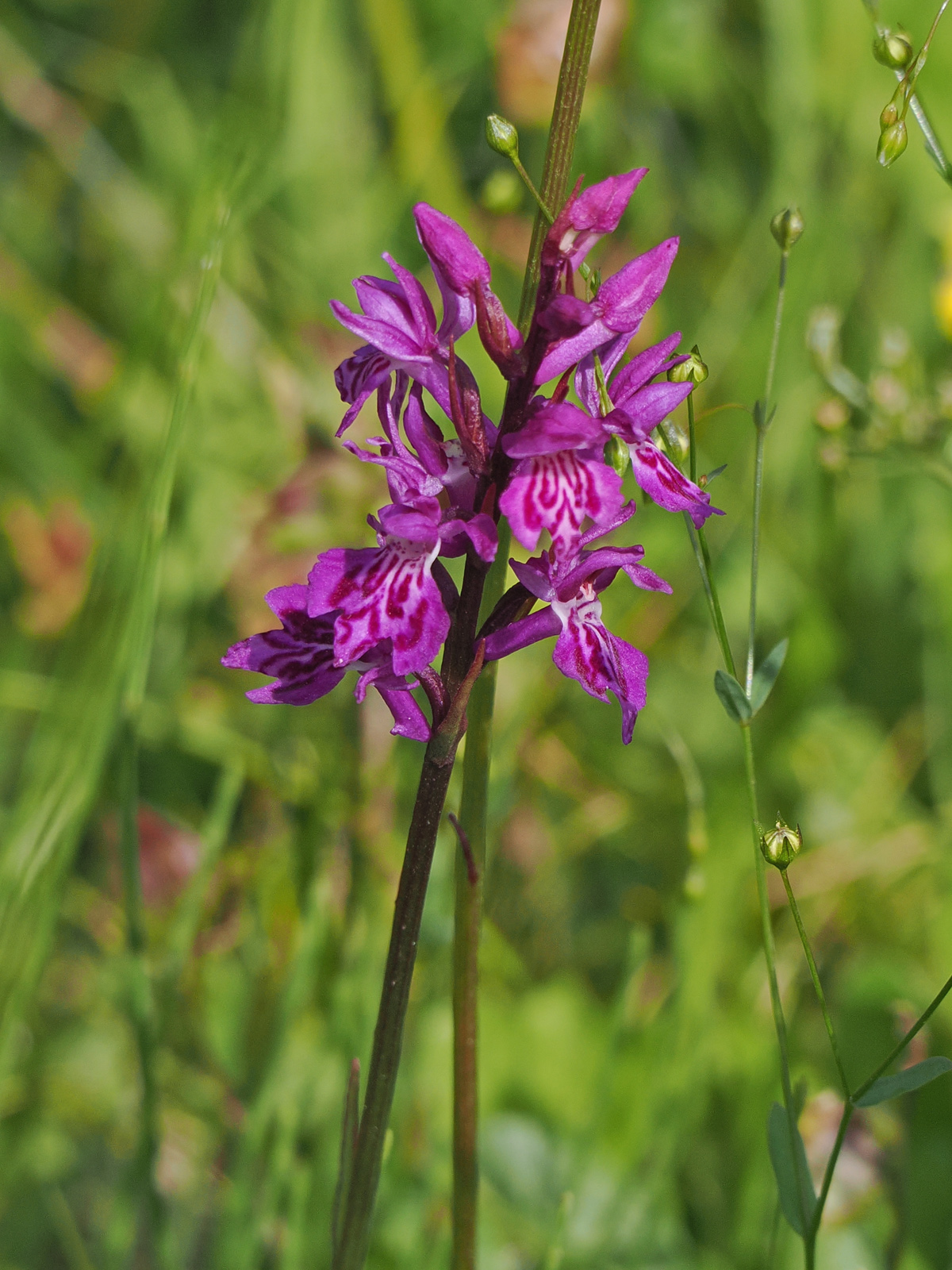 dactylorhiza6_kaiserau.jpg
