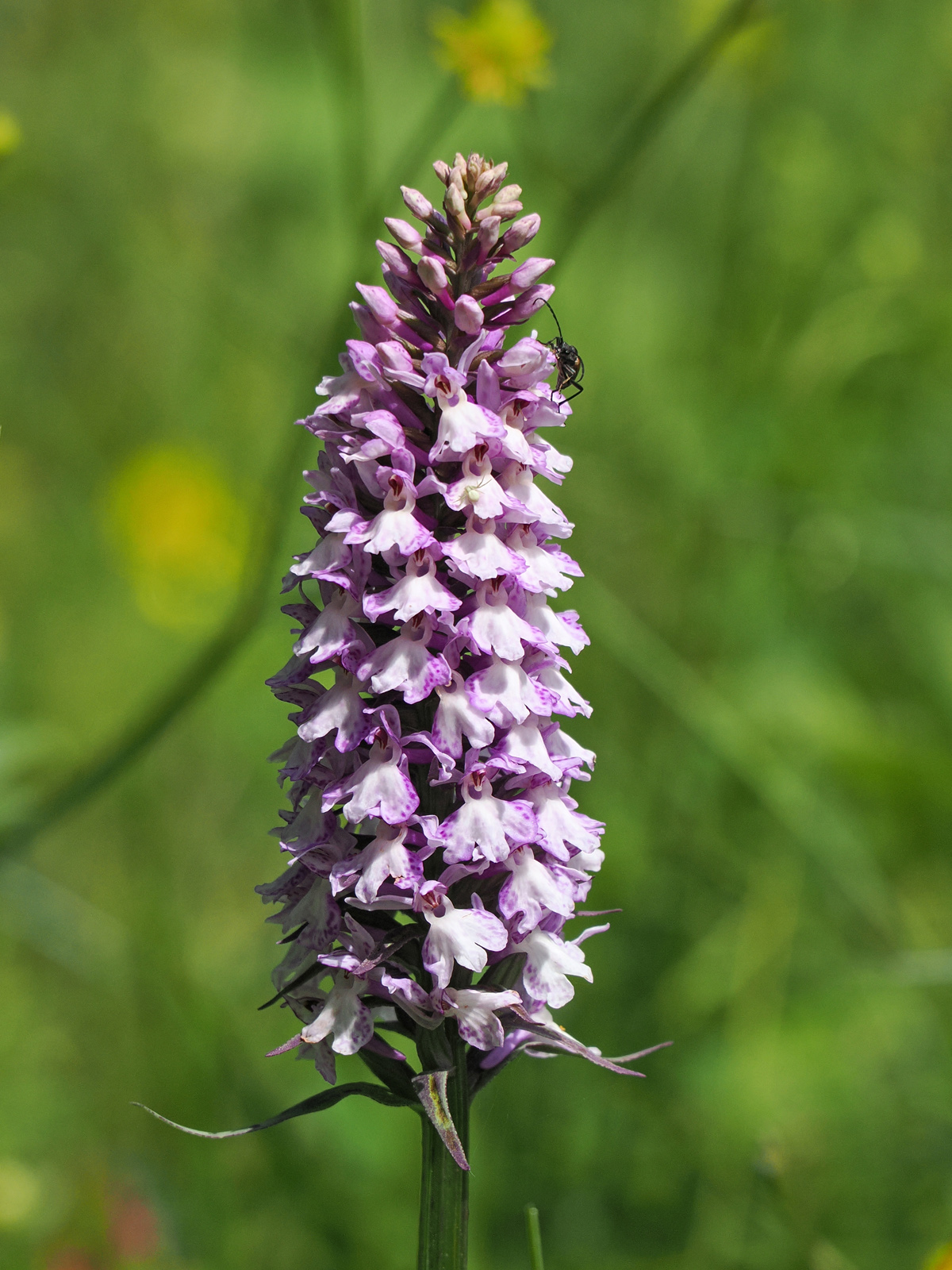 dactylorhiza4_kaiserau.jpg