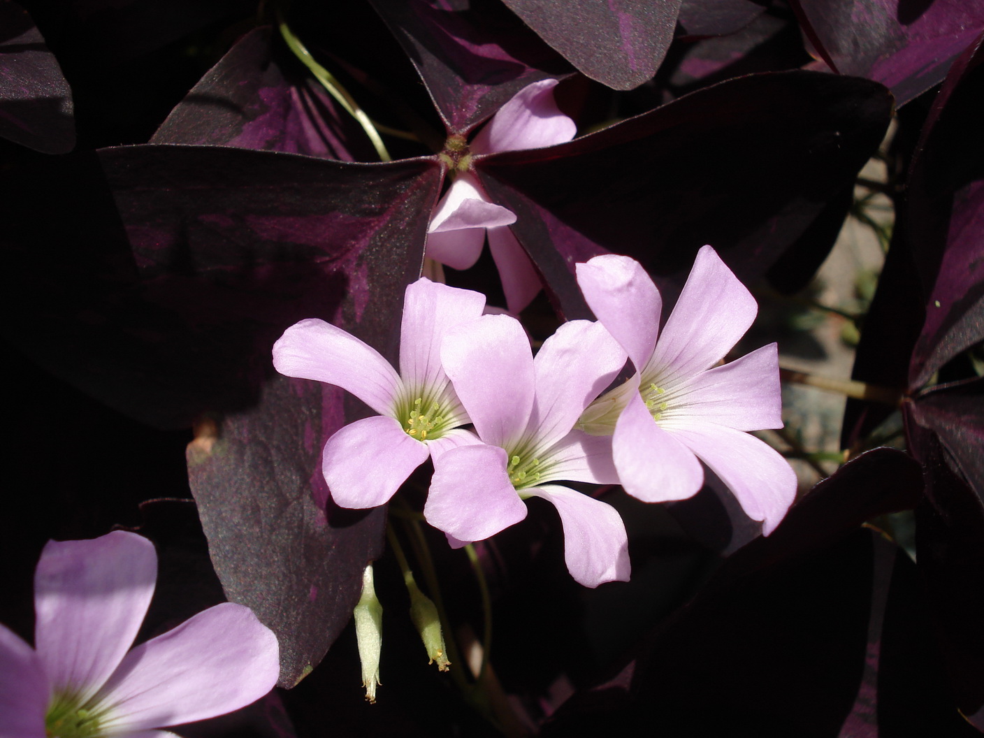 Oxalis.triangularis.cvar .Wies.JPG