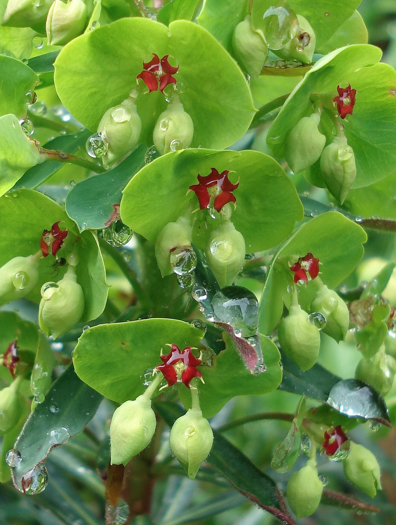 3 Besticht durch rote Nektarien -Euphorbia x martinii.JPG