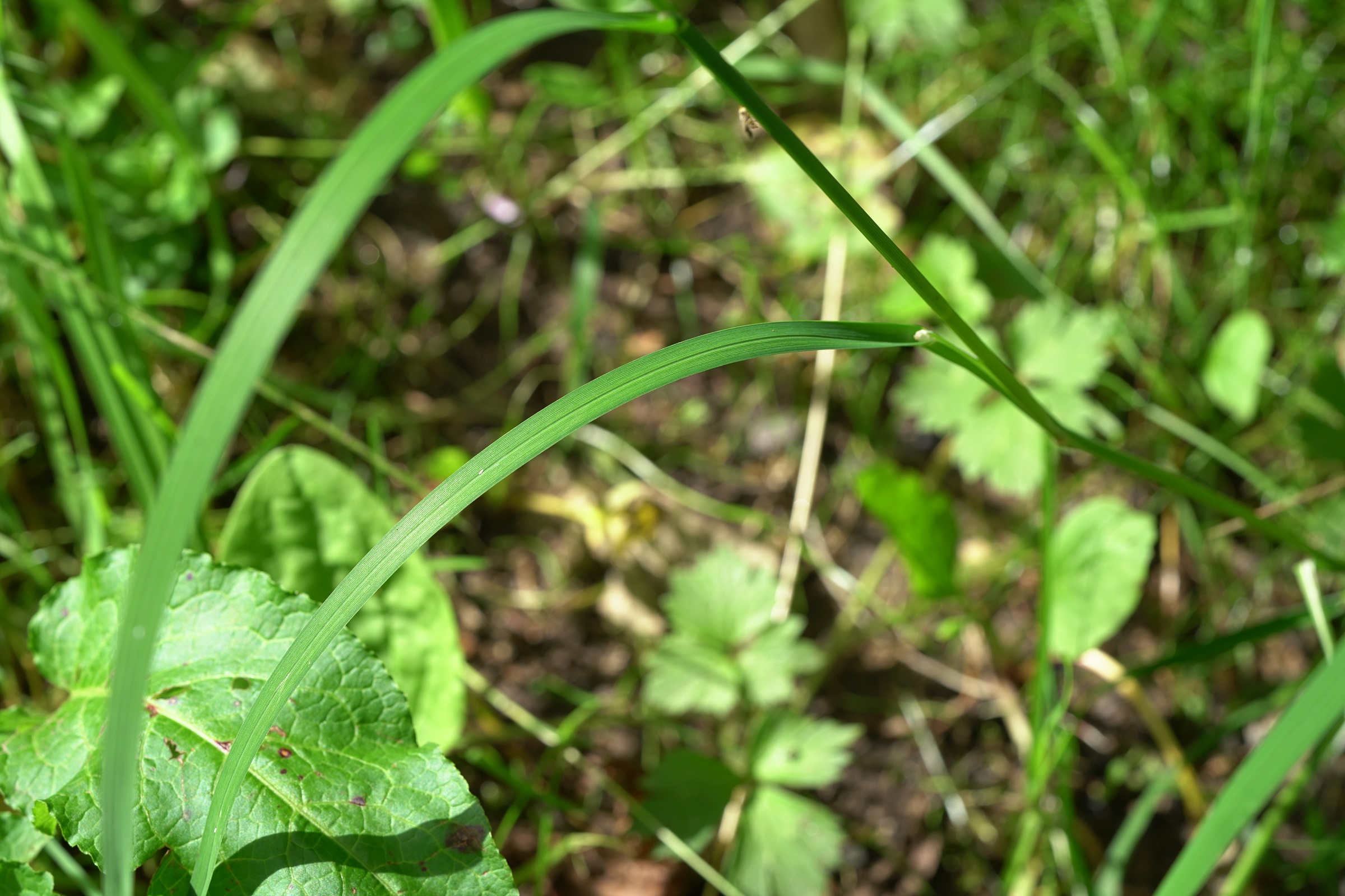 DSC01133.JPG