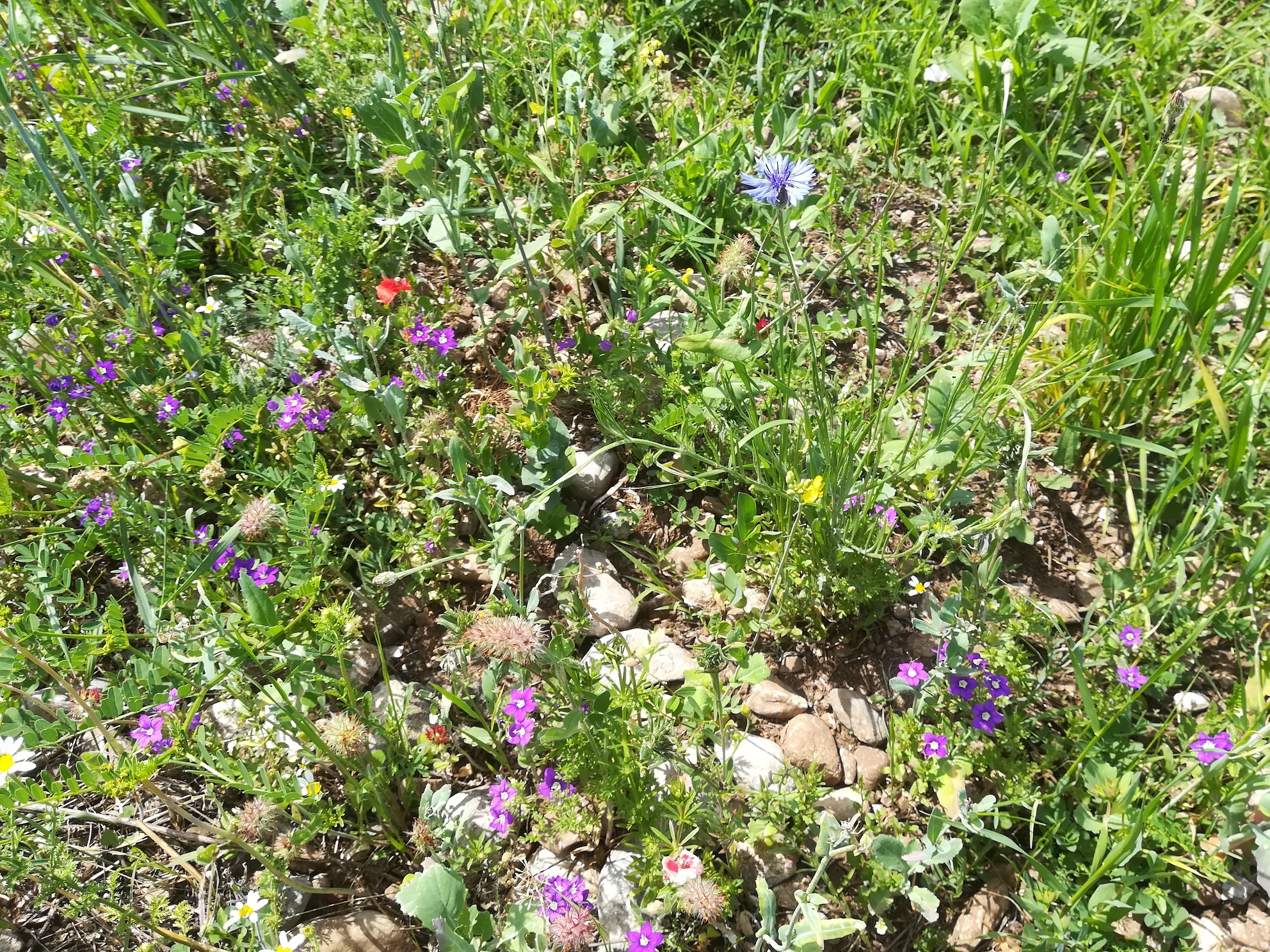 cyanus segetum und legousia speculum-veneris segetal steinfeld felixdorf_20180520_140324.jpg