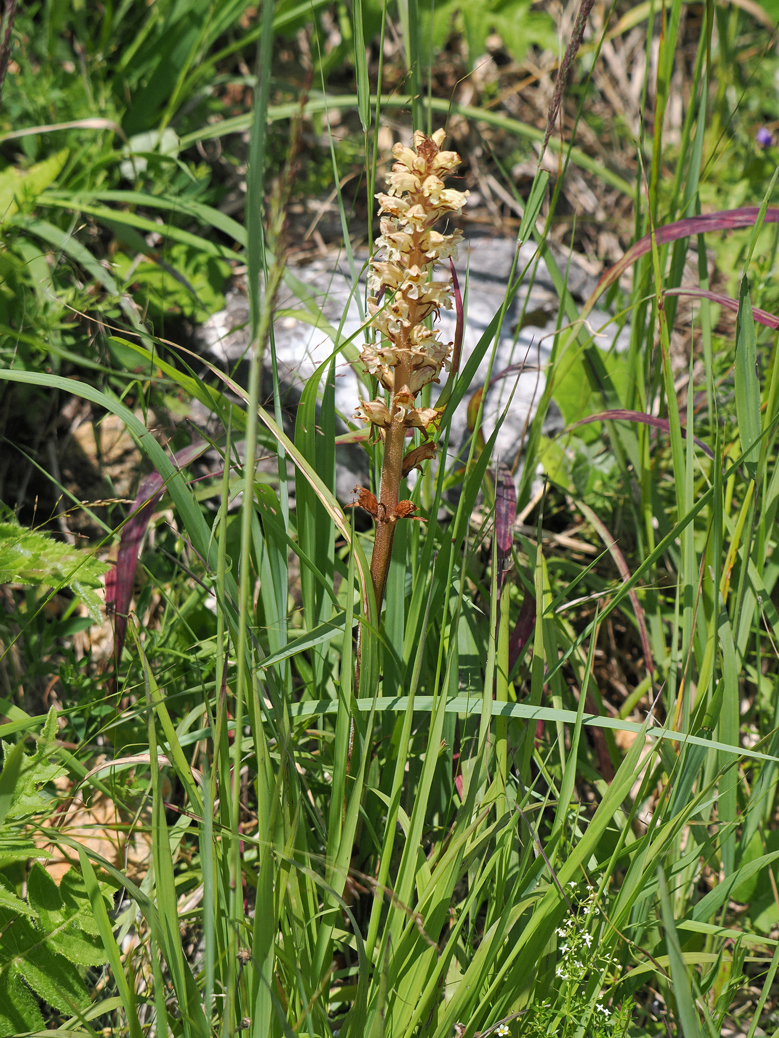 orobanche2_schoeckl.jpg