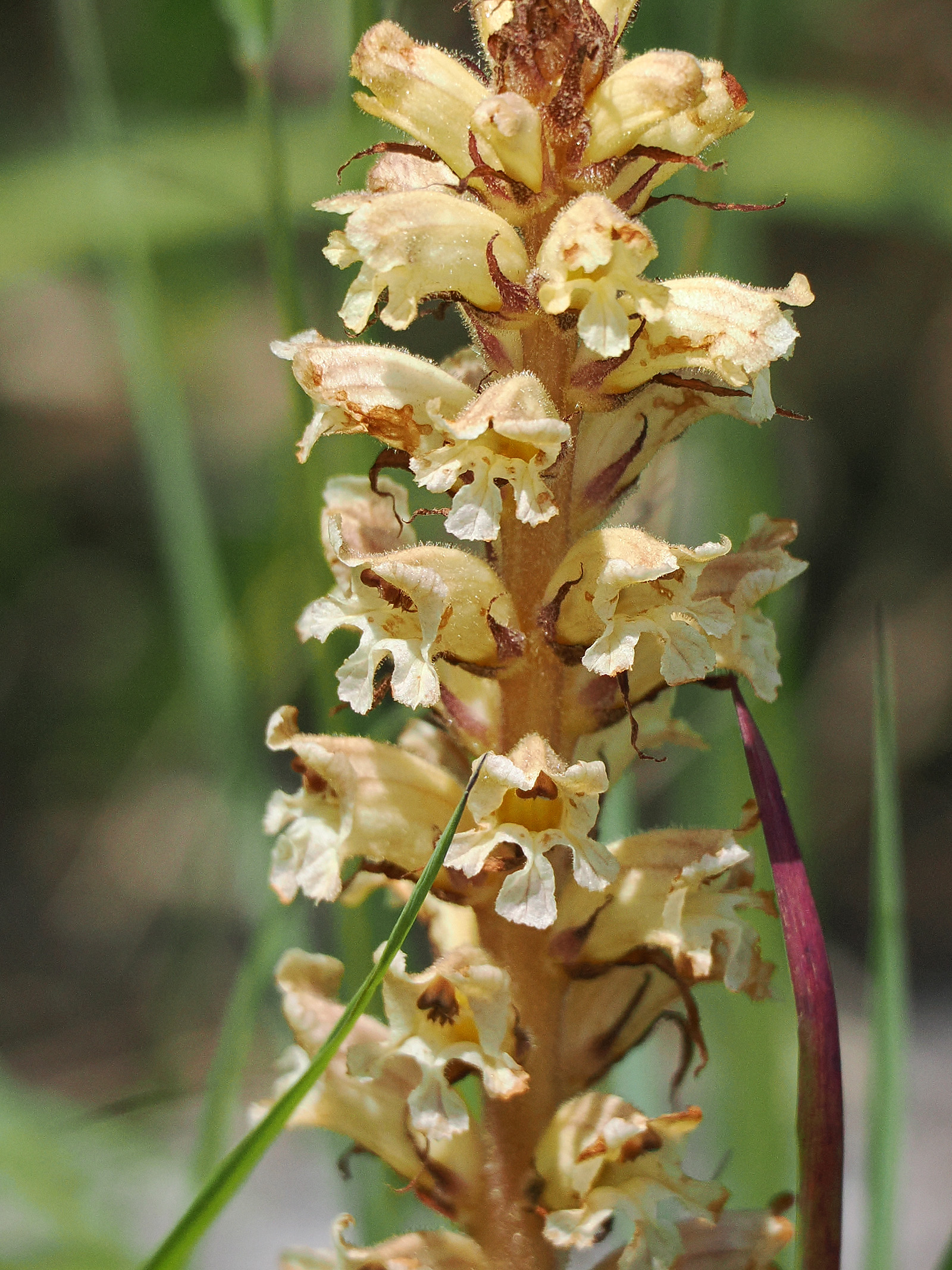 orobanche_schoeckl.jpg