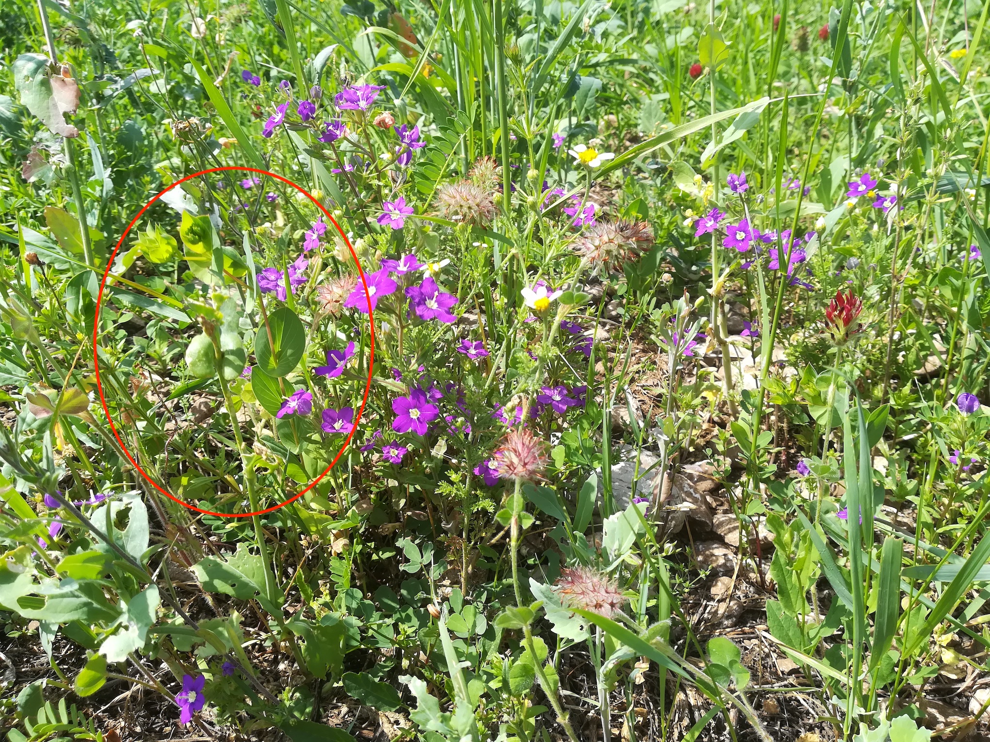 legousia speculum-veneris und bupleurum rotundifolium segetal steinfeld felixdorf_20180520_140336.jpg