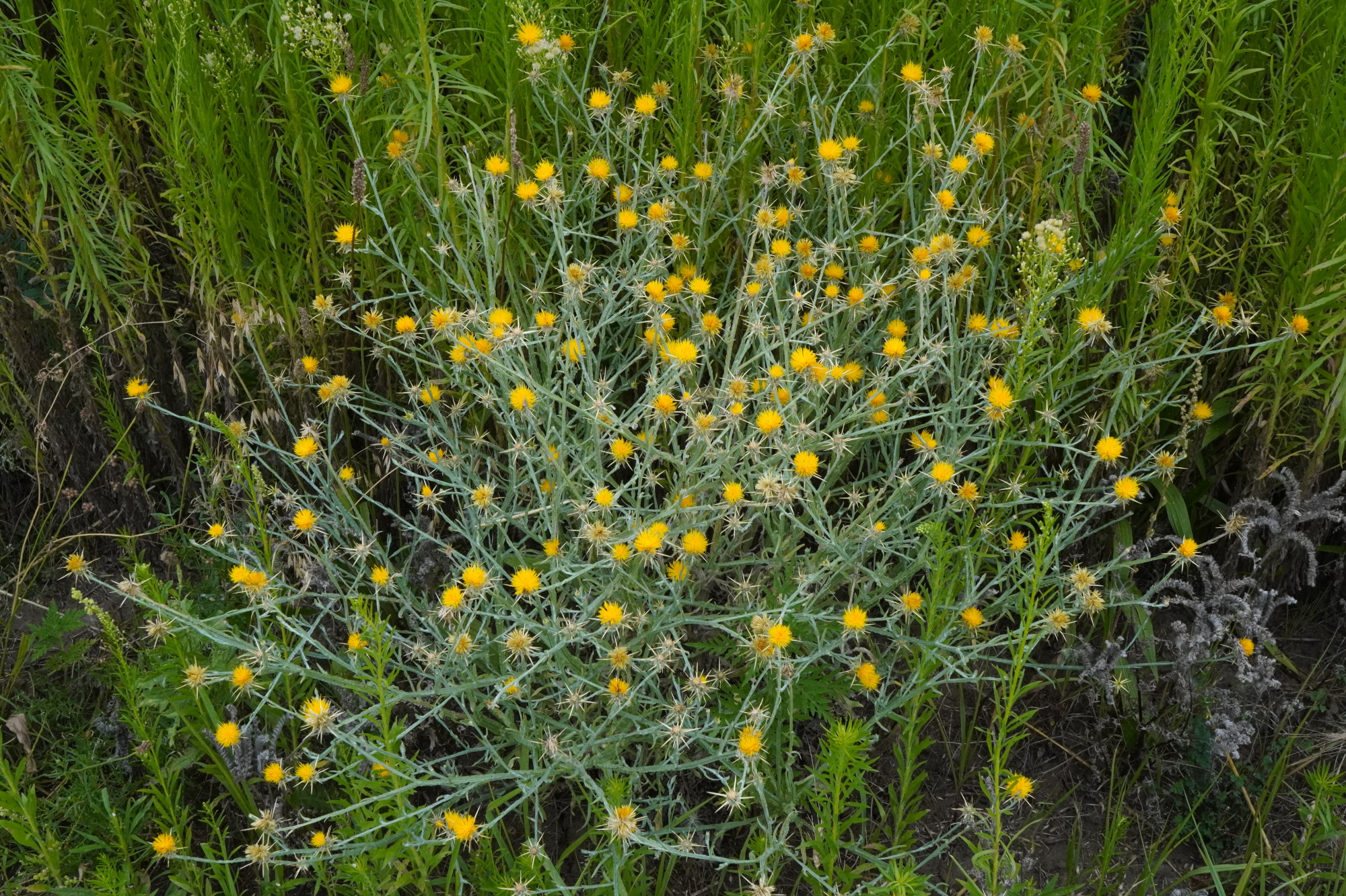 Centaurea solstitialis_Gols_20240720_A.JPG