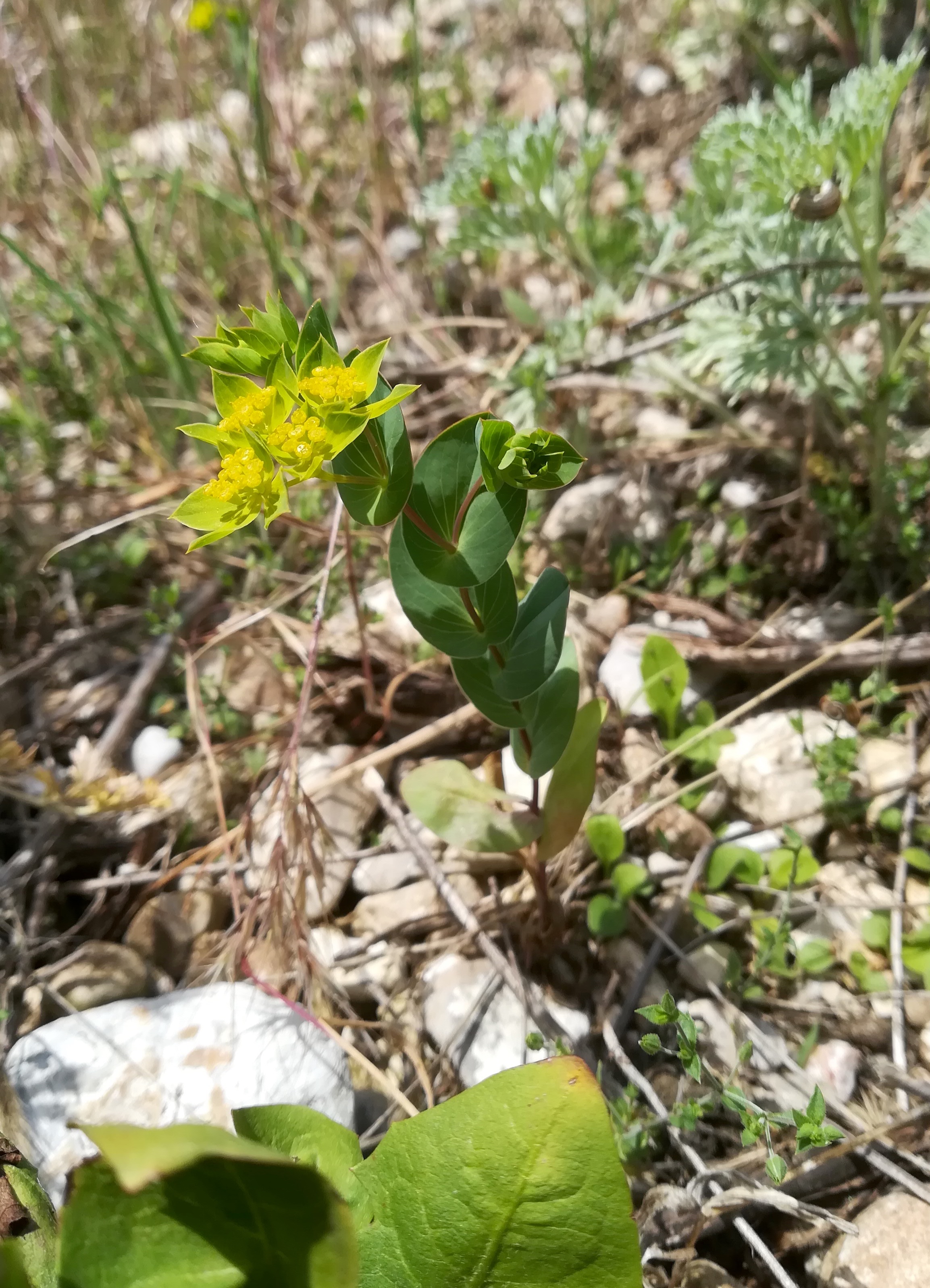 bupleurum rotundifolium subruderal steinfeld felixdorf_20180520_132339.jpg