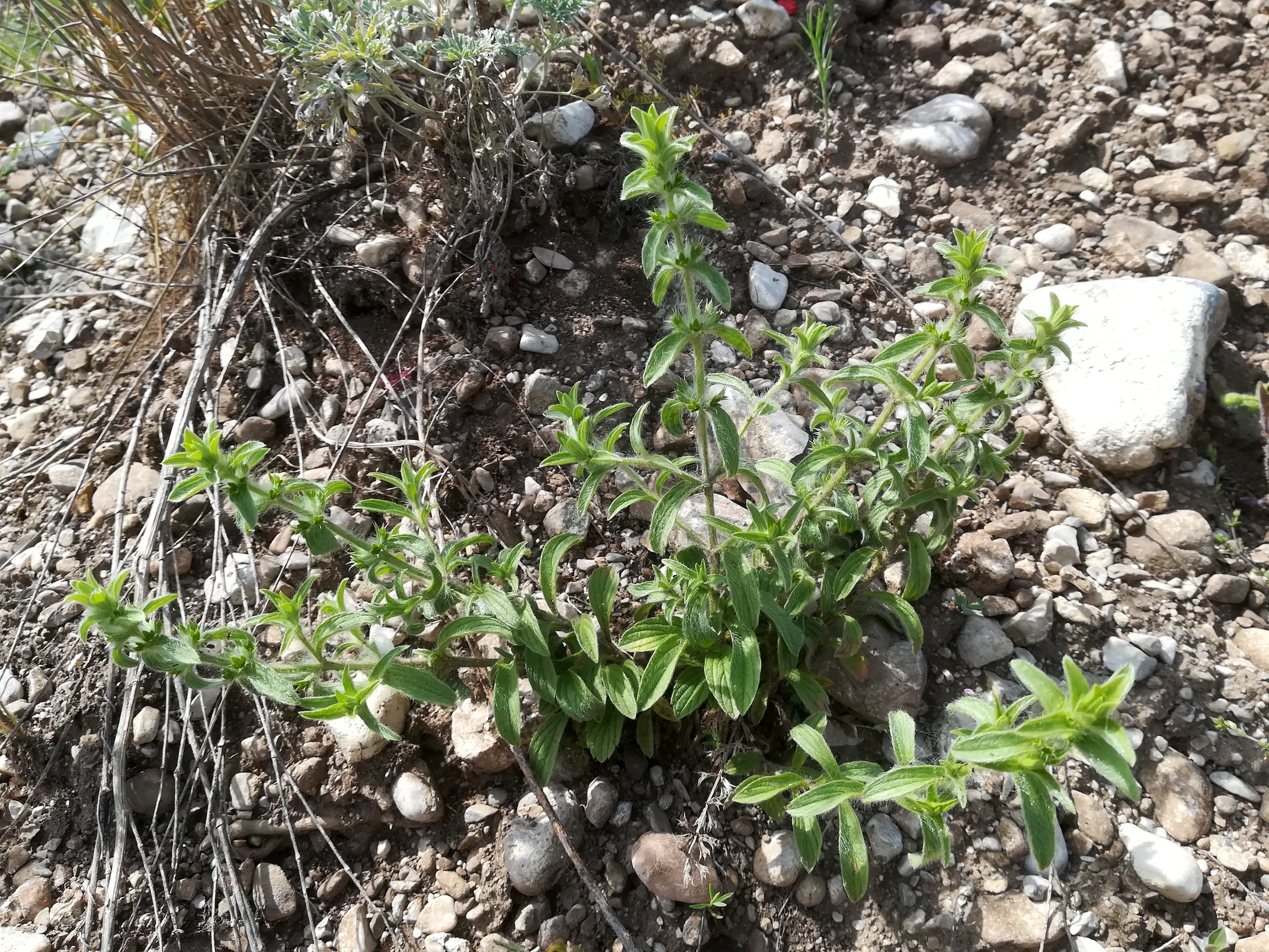 sideritis montana subruderal steinfeld felixdorf_20180520_134144.jpg