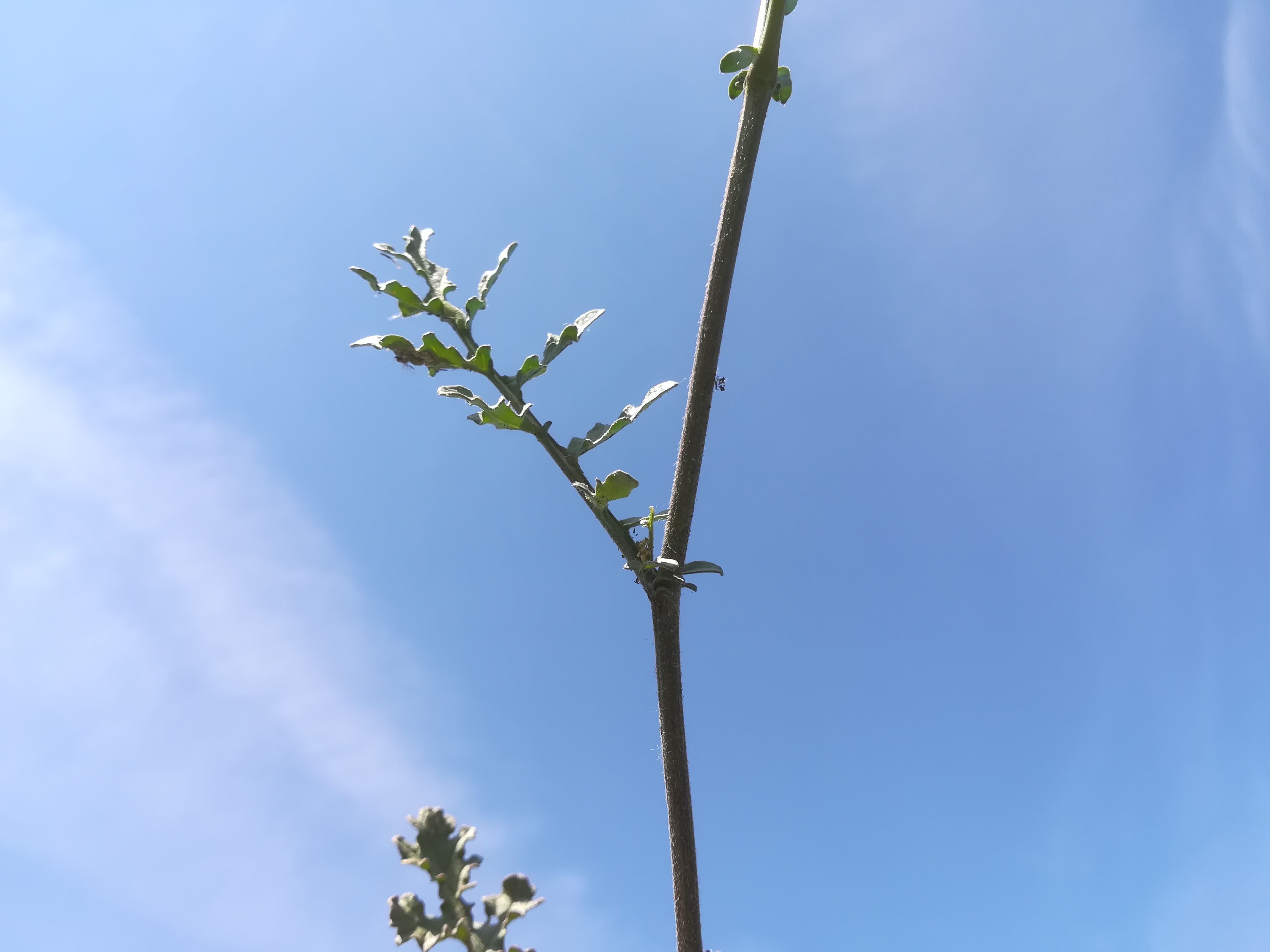 erucastrum nasturtiifolium steinfeld felixdorf_20180520_111509.jpg