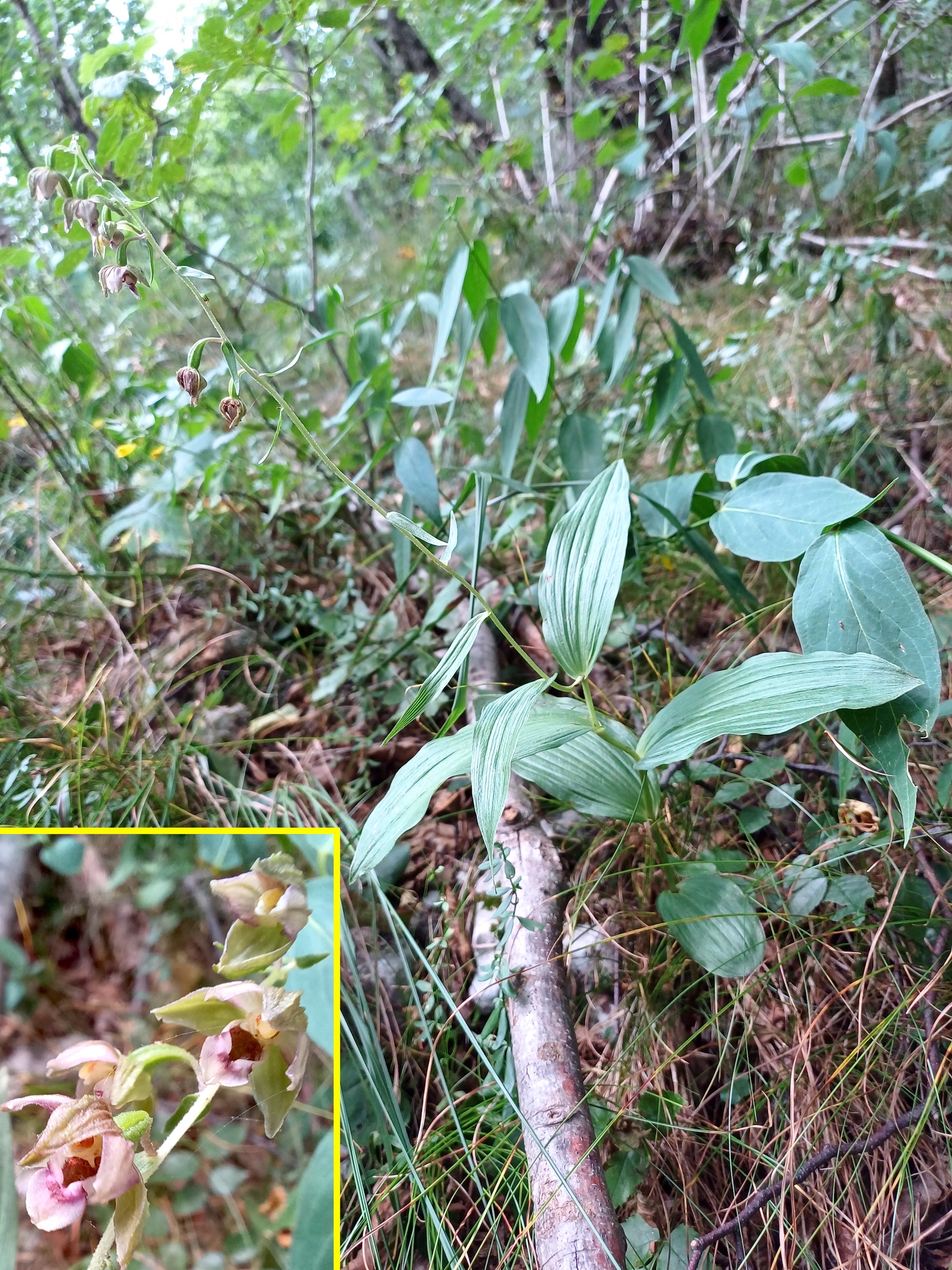 epipactis cf. helleborine agg. cima sompalis friaul-julisch venetien italien 20240725_104209.jpg