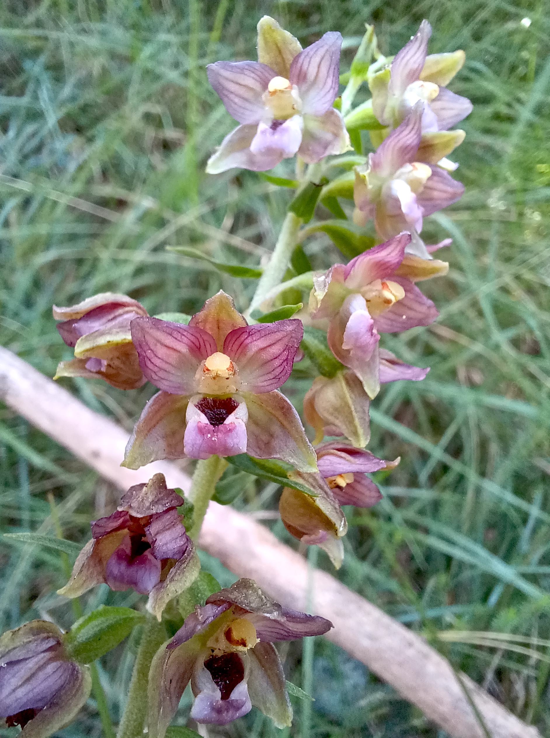 epipactis cf. helleborine subsp. helleborine torrente palâr friaul-julisch venetien italien 20240727_121531.jpg