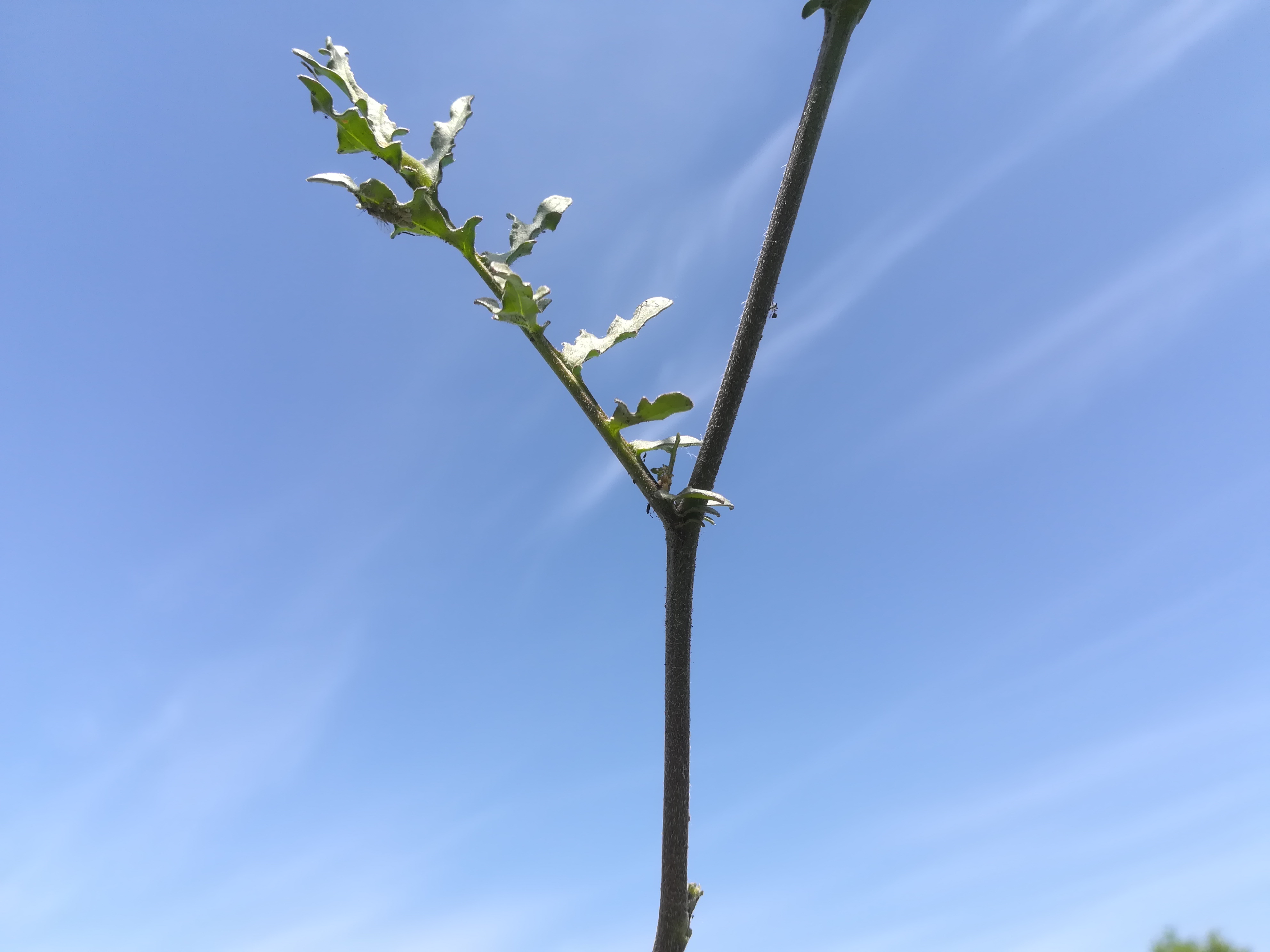 erucastrum nasturtiifolium steinfeld felixdorf_20180520_111523.jpg