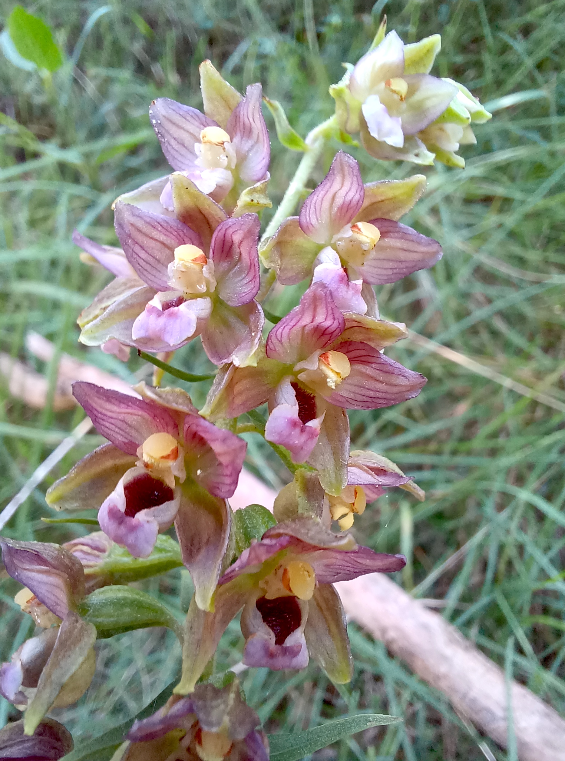 epipactis cf. helleborine subsp. helleborine torrente palâr friaul-julisch venetien italien 20240727_121535.jpg