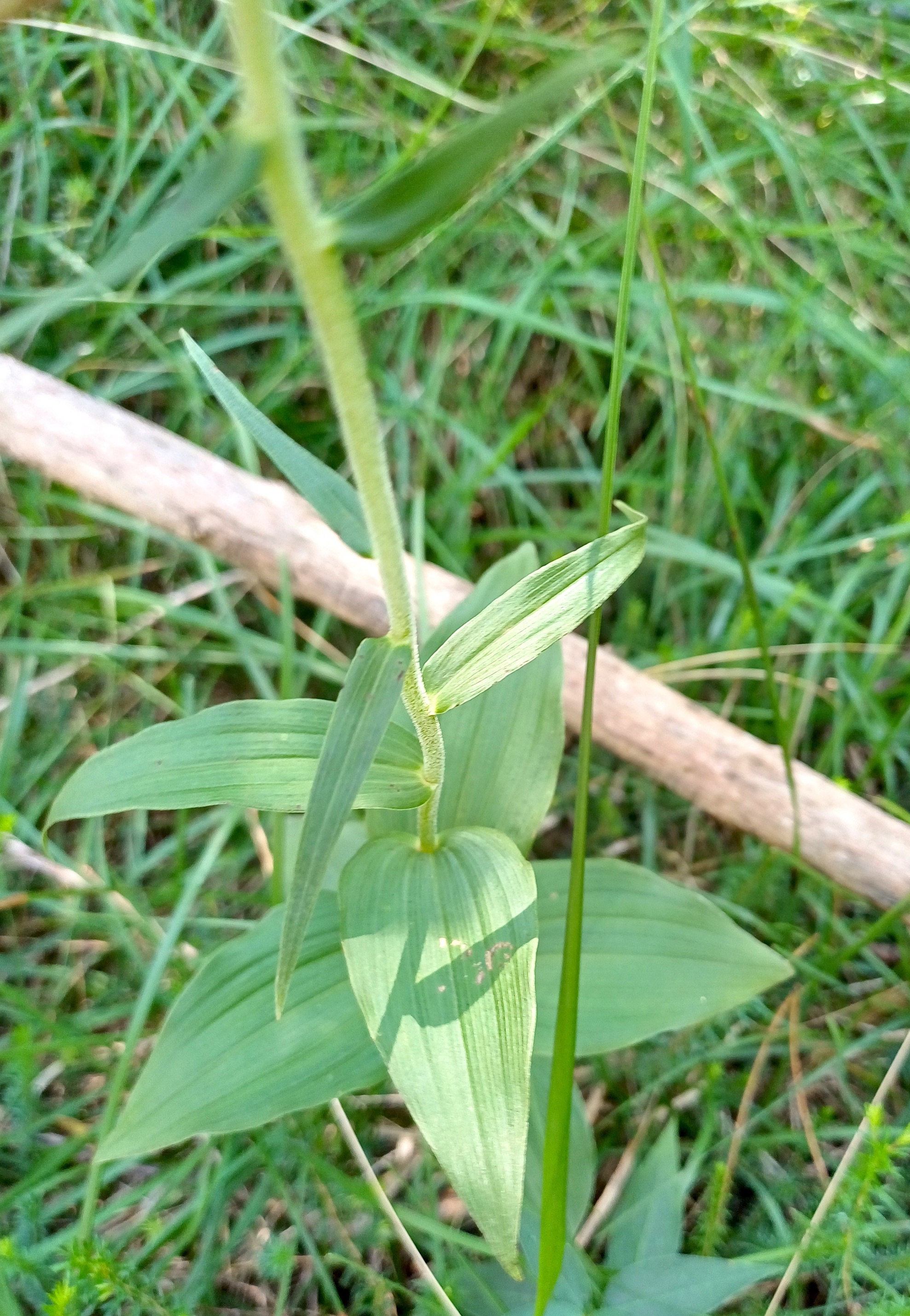 epipactis cf. helleborine subsp. helleborine torrente palâr friaul-julisch venetien italien 20240727_121513.jpg