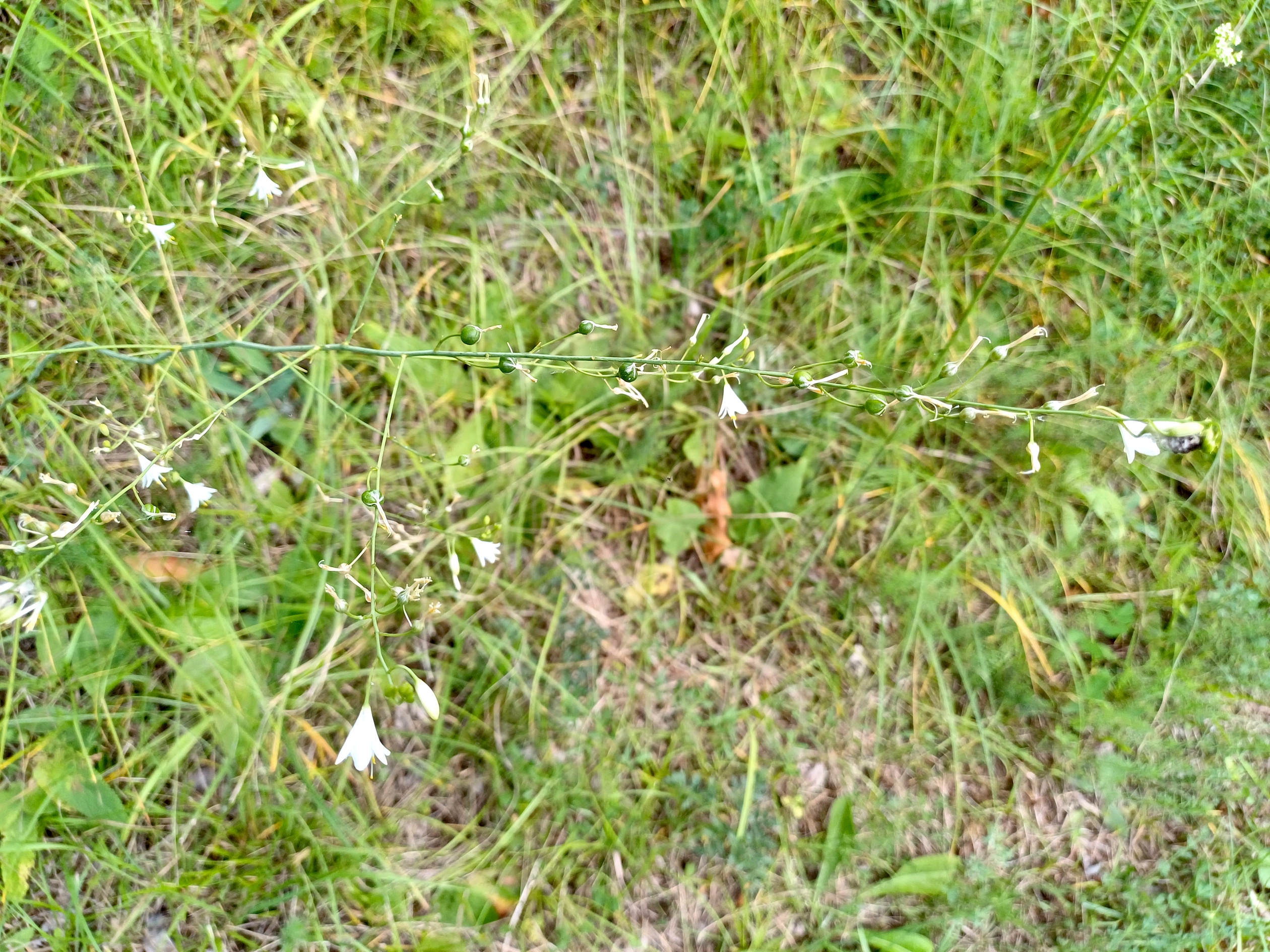anthericum ramosum südufer lago di cavazzo friaul-julisch venetien italien 20240724_175307.jpg
