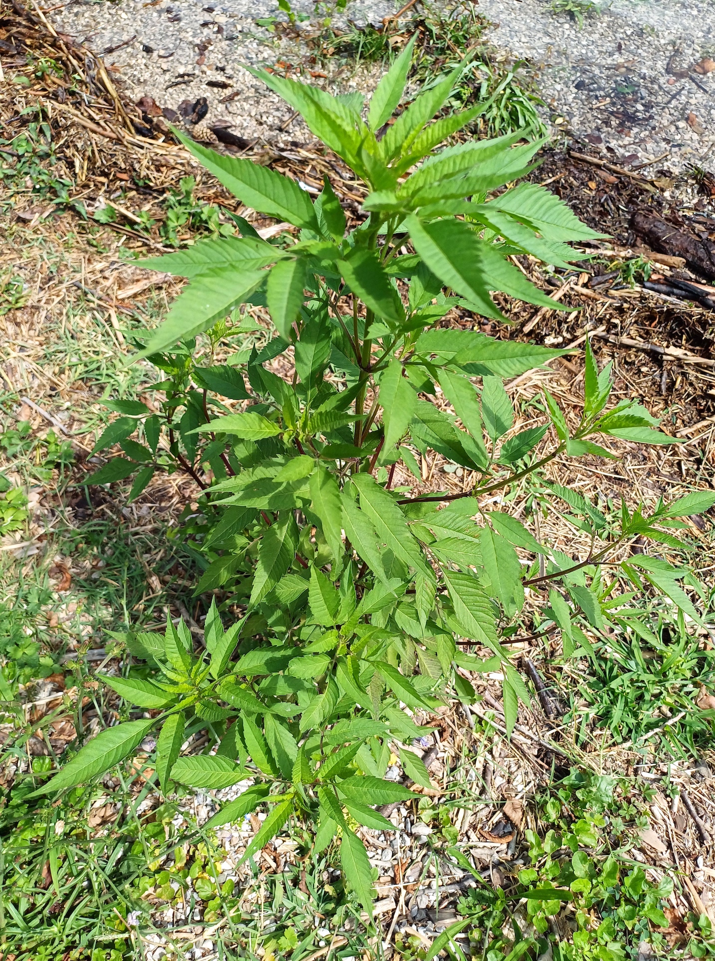 bidens cf. frondosa südufer lago di cavazzo friaul-julisch venetien italien 20240722_120155.jpg