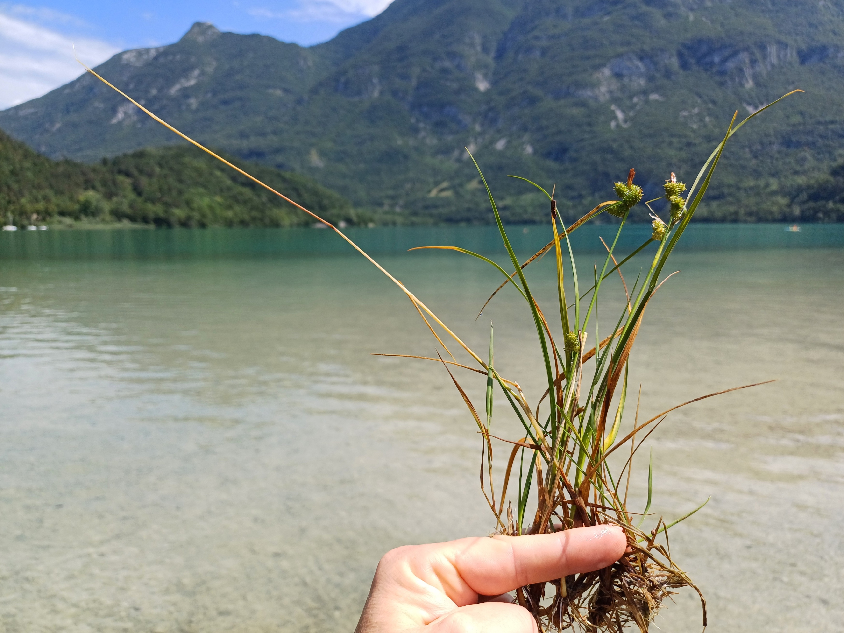 carex cf. tumidicarpa südufer lago di cavazzo friaul-julisch venetien italien 20240722_120713.jpg