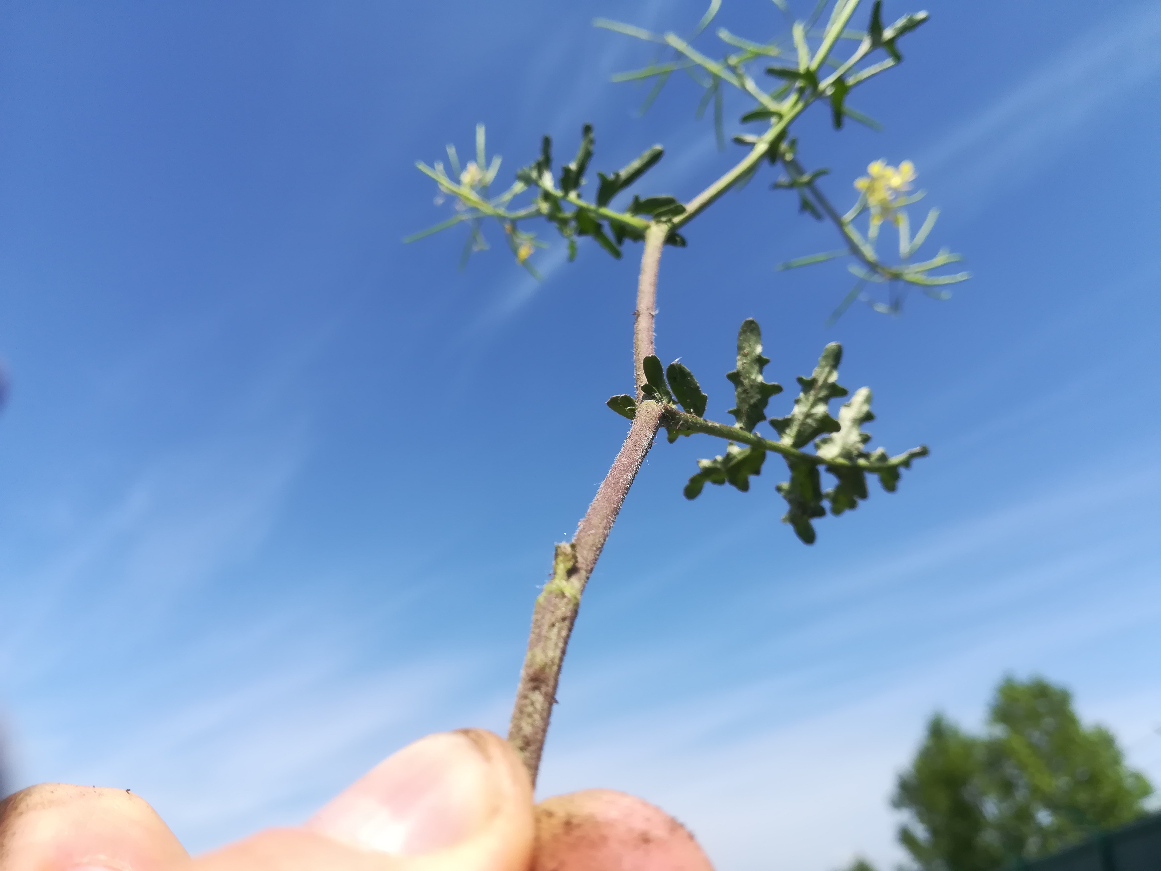 erucastrum nasturtiifolium steinfeld felixdorf_20180520_111533.jpg