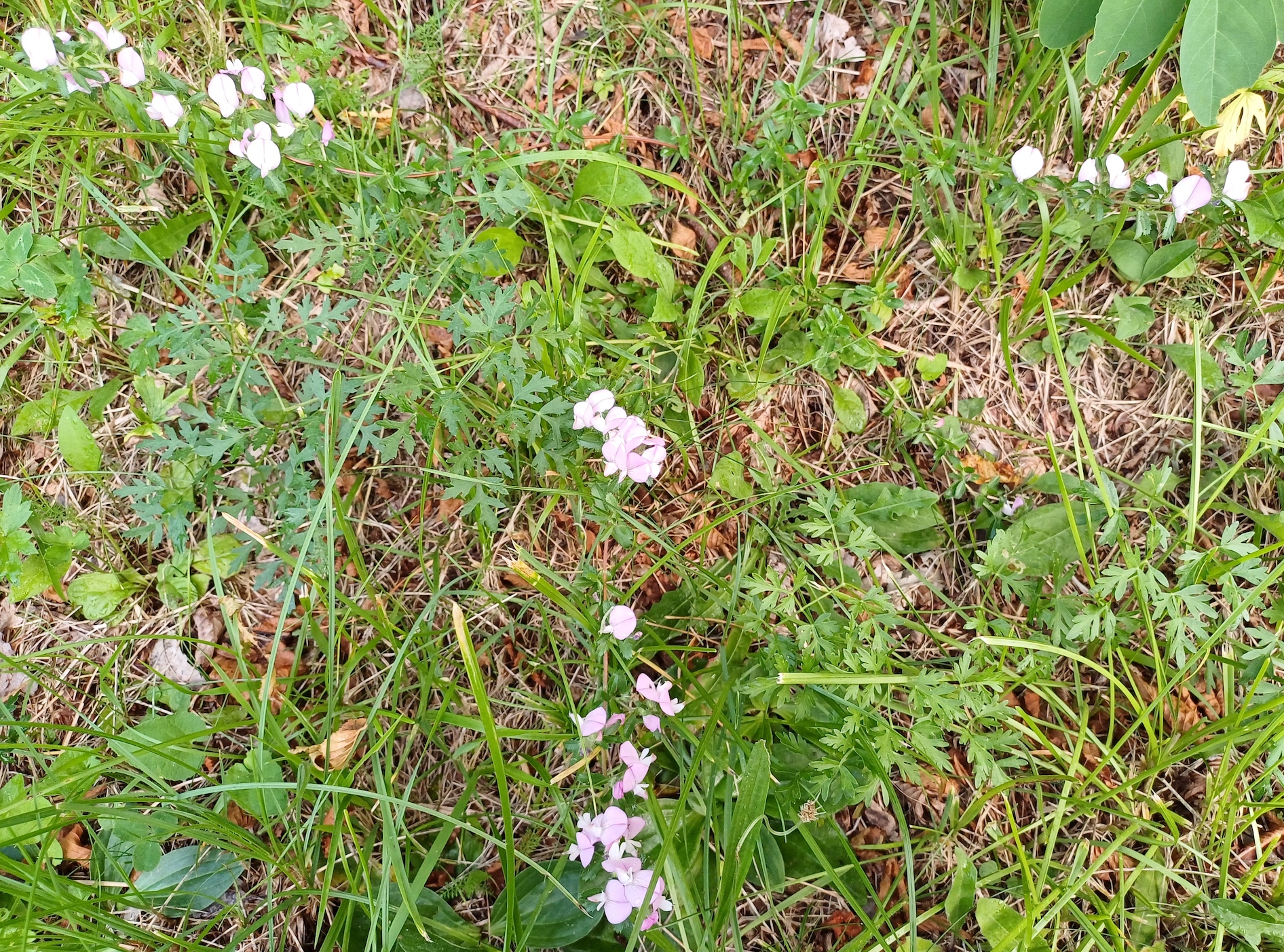 ononis cf. arvensis südufer lago di cavazzo friaul-julisch venetien italien 20240724_175030.jpg