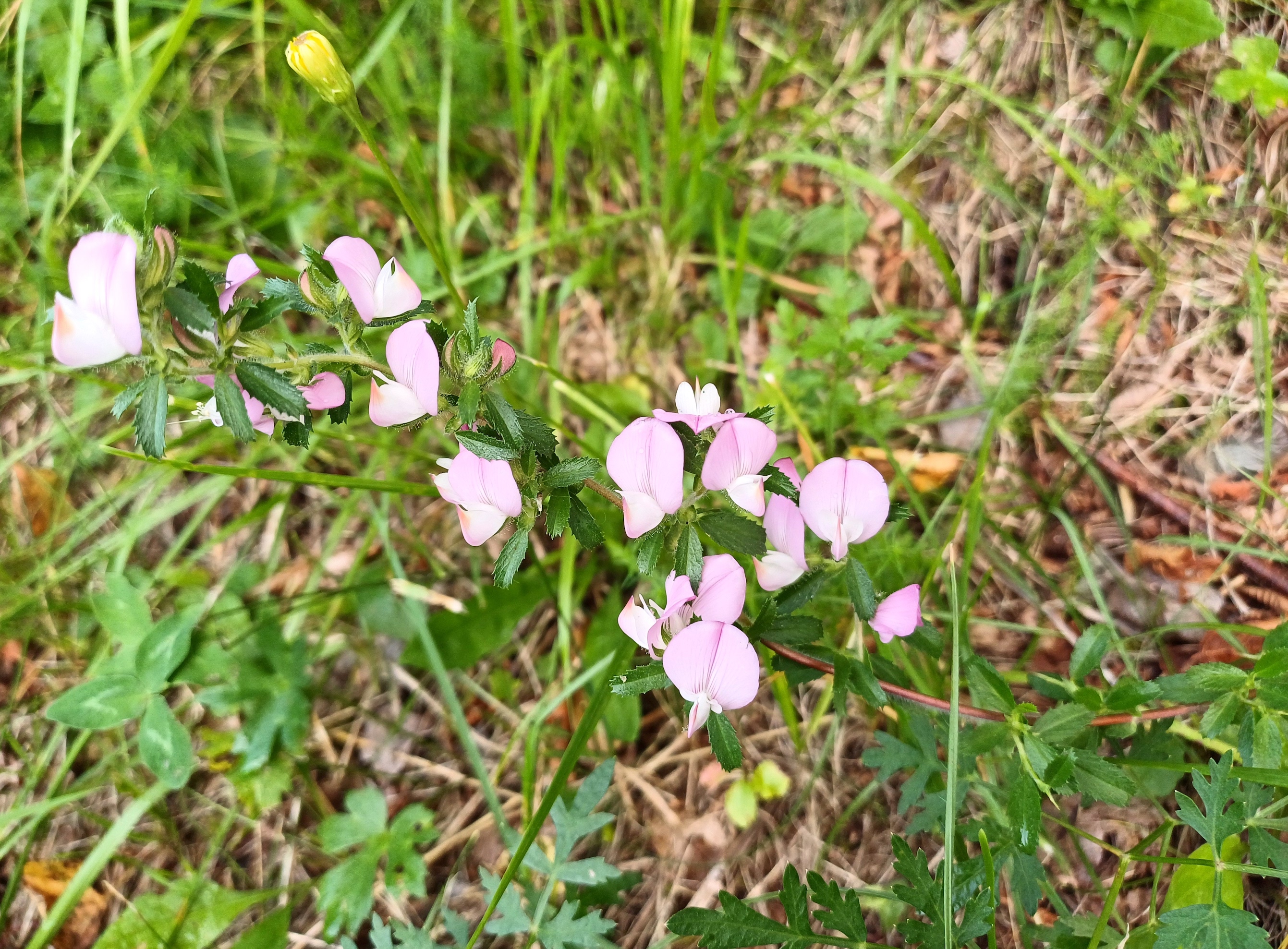 ononis cf. arvensis südufer lago di cavazzo friaul-julisch venetien italien 20240724_175037.jpg