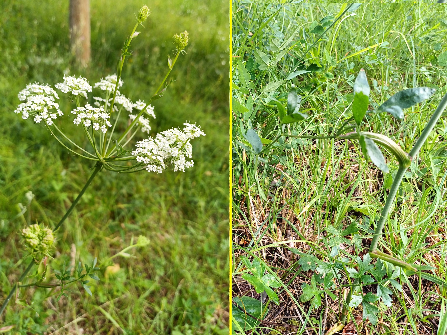 peucedanum oreoselinum südufer lago di cavazzo friaul-julisch venetien italien 20240724_175522.jpg