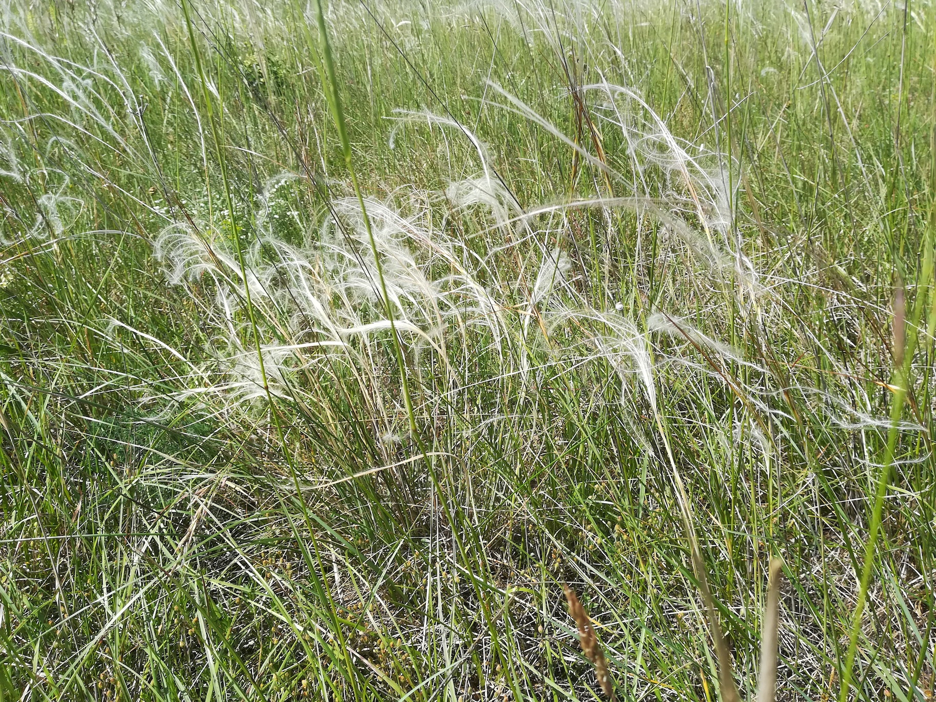 stipa pennata agg. steinfeld felixdorf_20180520_113707.jpg