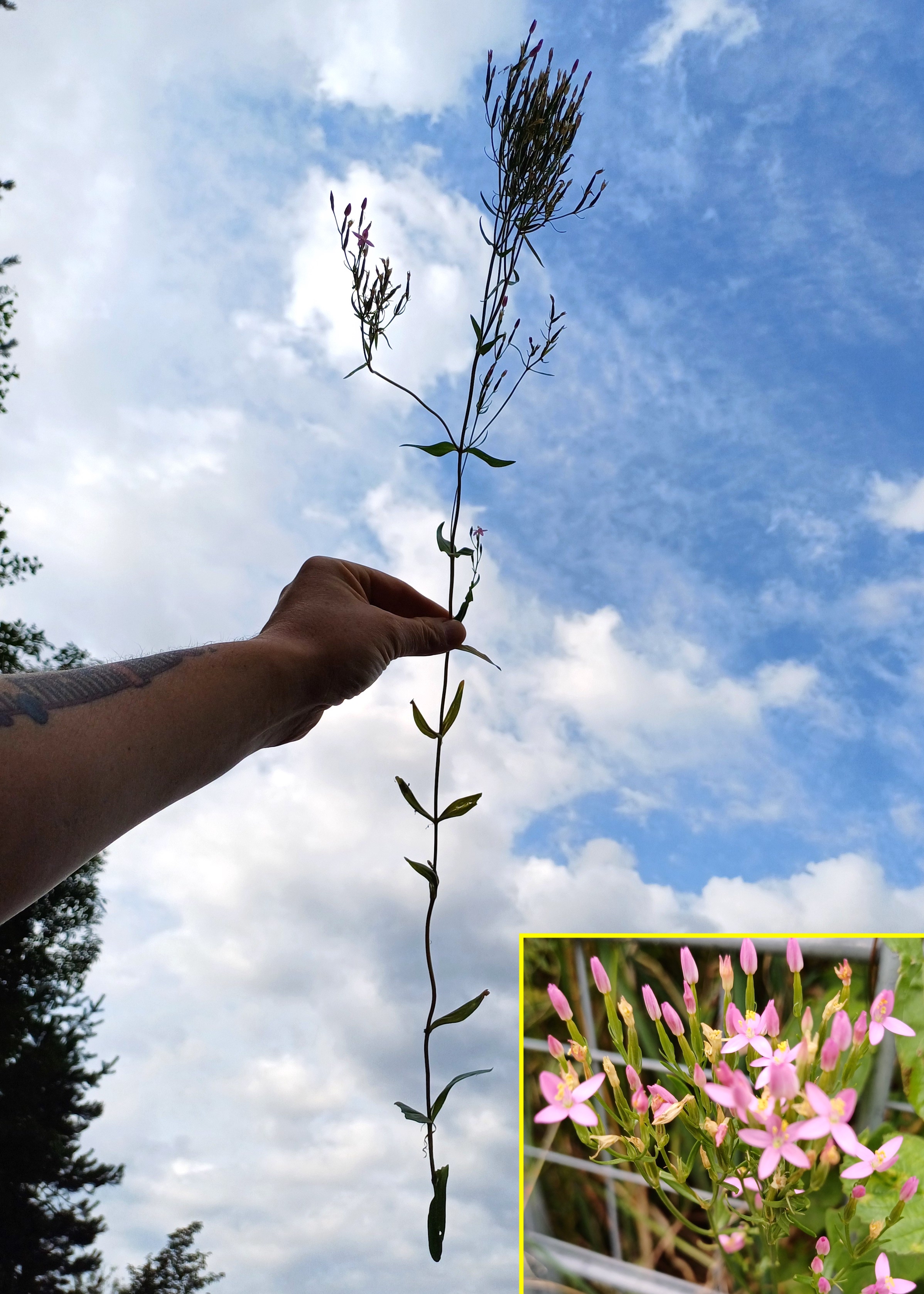 centaurium cf. erythraea südufer lago di cavazzo friaul-julisch venetien italien 20240725_082619.jpg