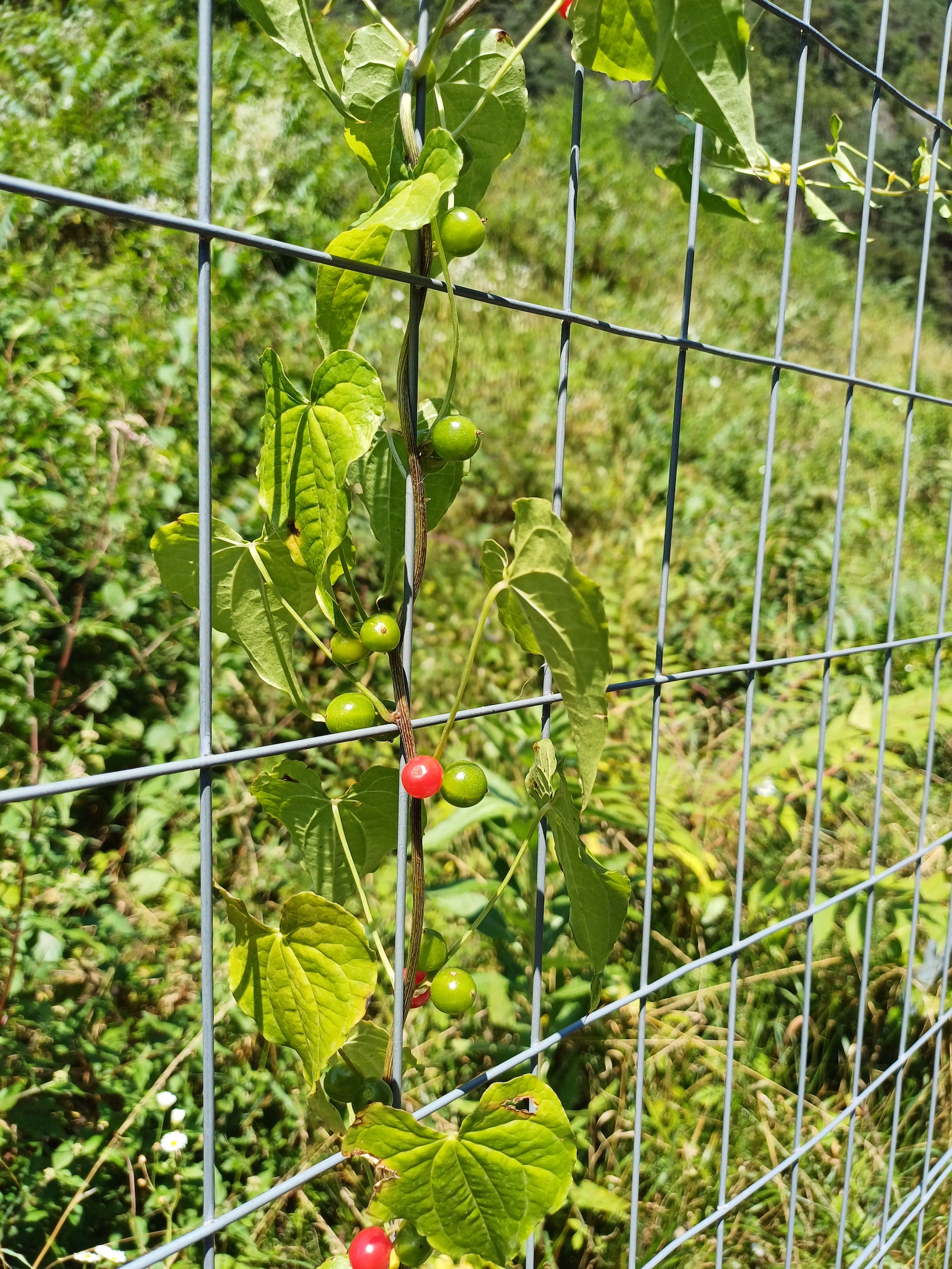 dioscorea communis südufer lago di cavazzo friaul-julisch venetien italien 20240729_125151.jpg