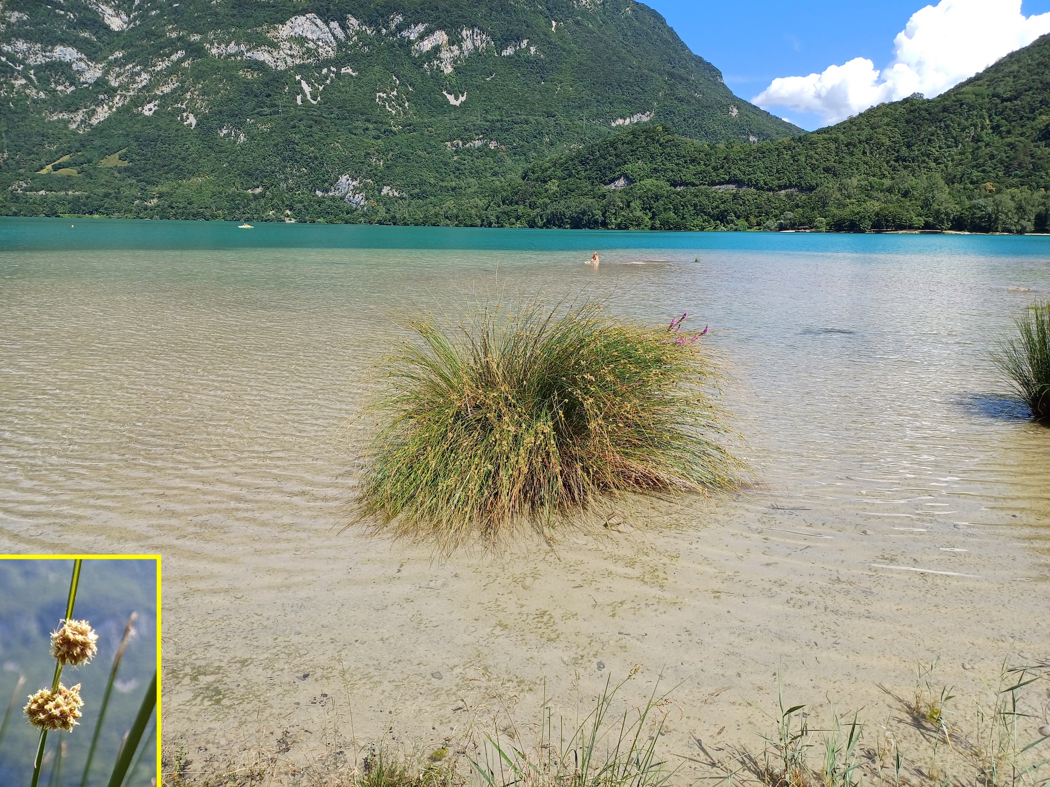 scirpoides holoschoenus südufer lago di cavazzo friaul-julisch venetien italien 20240722_153316 16.00.15.jpg