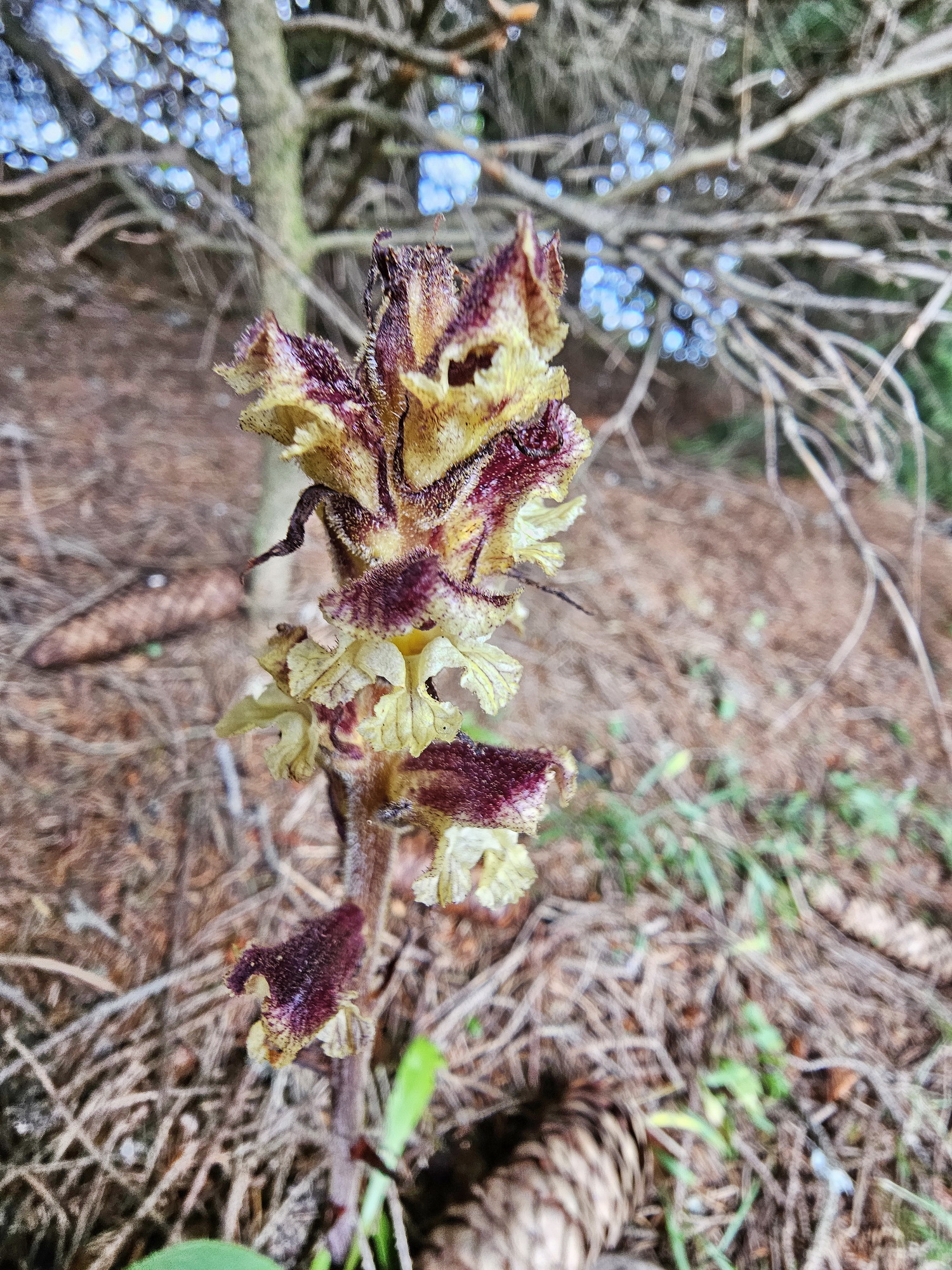 Orobanche.jpg