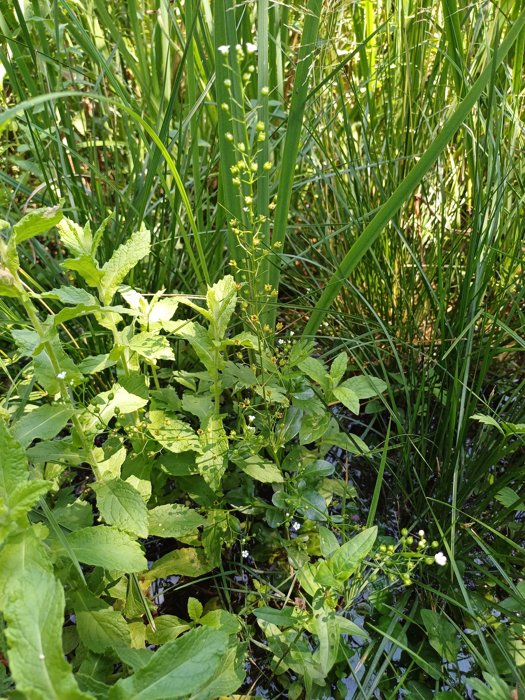 samolus valerandi südufer lago di cavazzo friaul-julisch venetien italien 20240730_140016.jpg