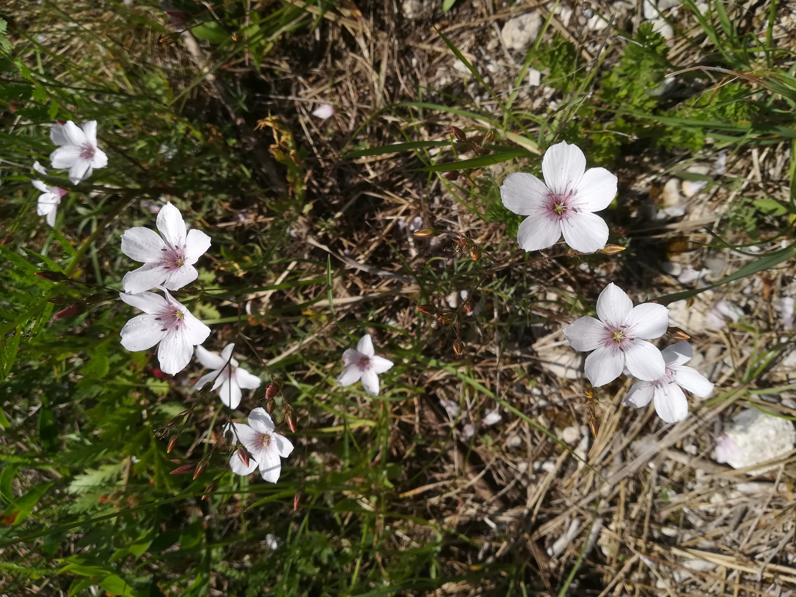 linum tenuifolium steinfeld felixdorf_20180520_115656.jpg