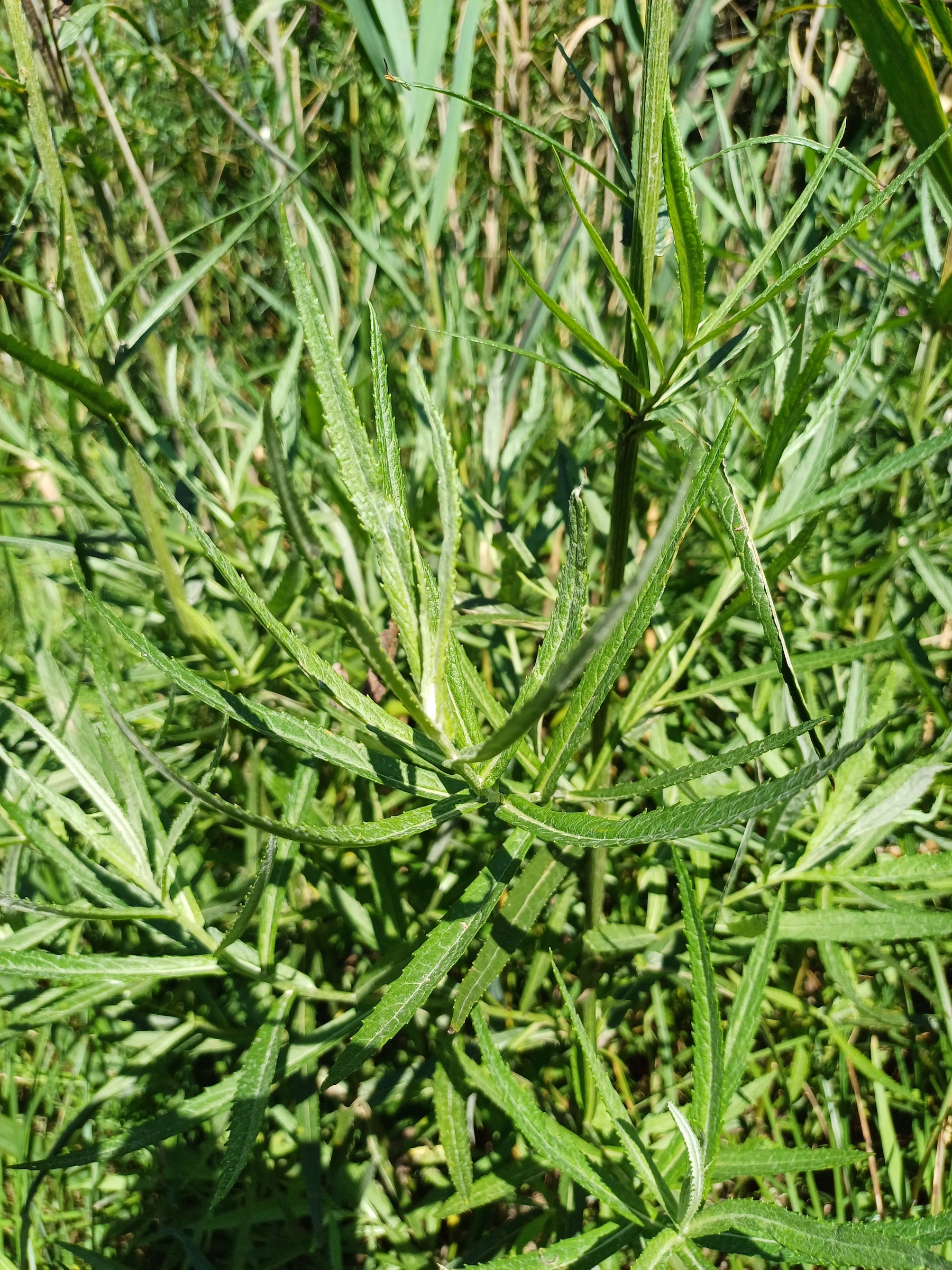 senecio paludosus südufer lago di cavazzo friaul-julisch venetien italien 20240730_140843.jpg