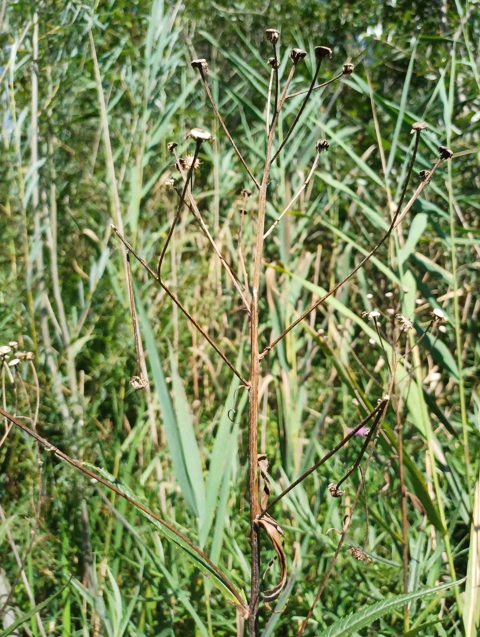 senecio paludosus südufer lago di cavazzo friaul-julisch venetien italien 20240730_140904.jpg